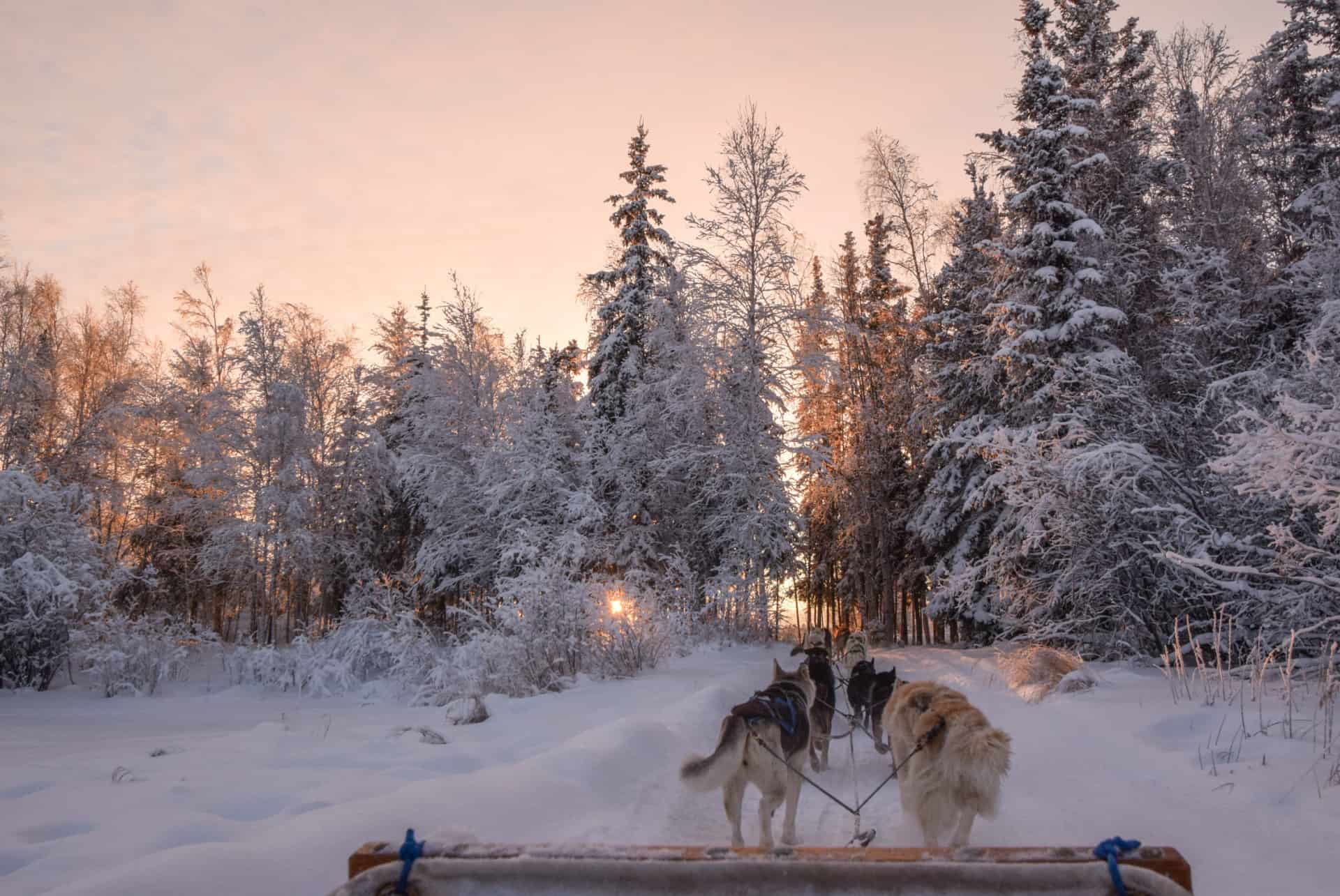 chien de traineau que faire canada