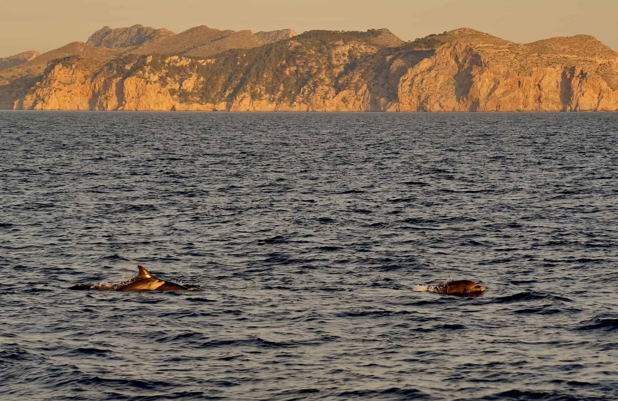 dauphins mallorque