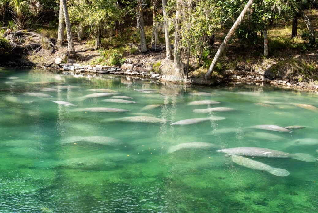 lamantin blue spring state park