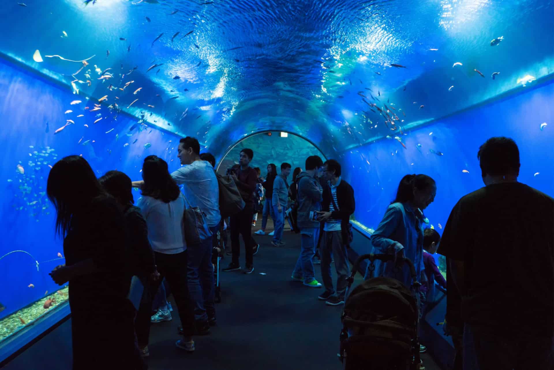 que faire a osaka aquarium kaiyukan