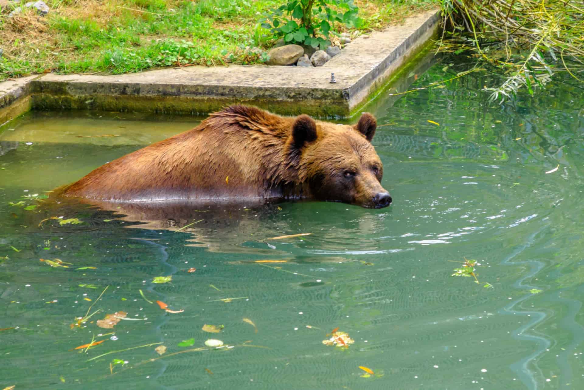 que faire en suisse berne fosse ours