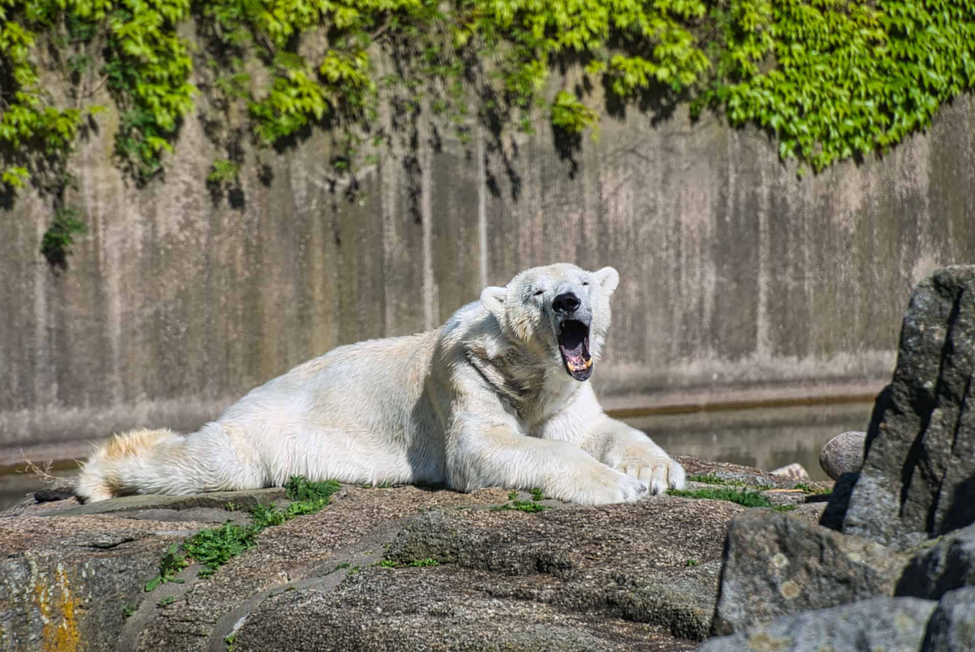 zoo de berlin ours blanc
