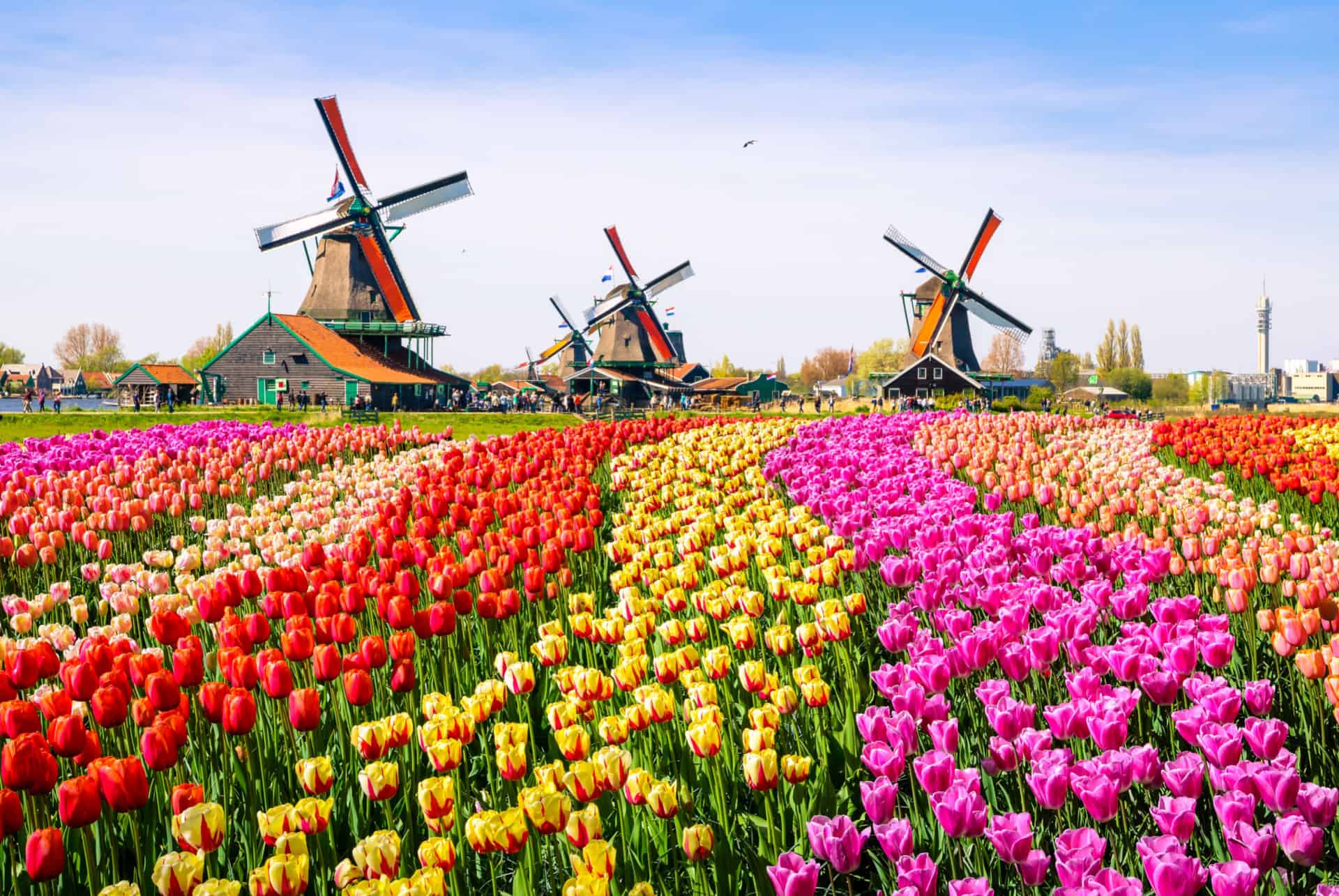 champs de tulipes moulins a vent