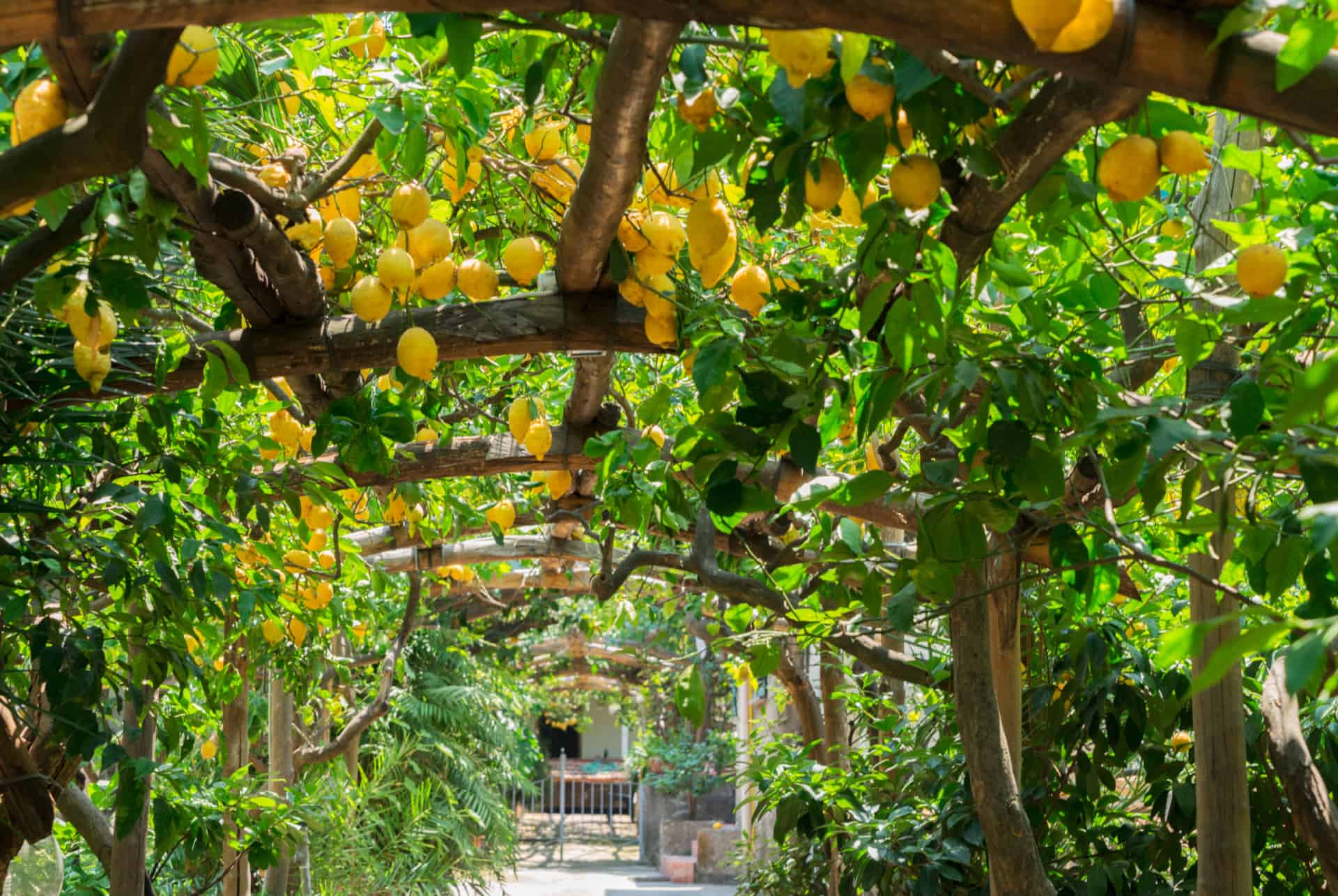 citrons de sorrente