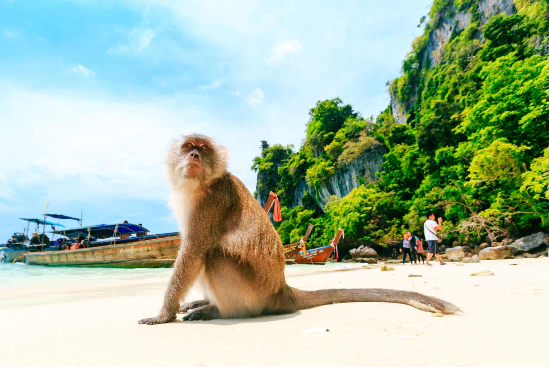 monkey beach