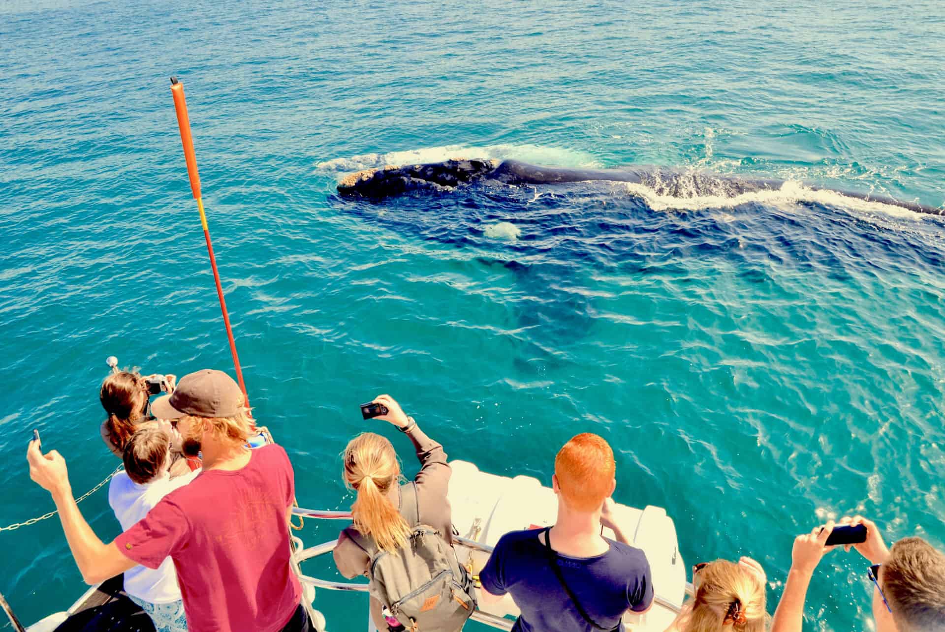 observation baleines hermanus