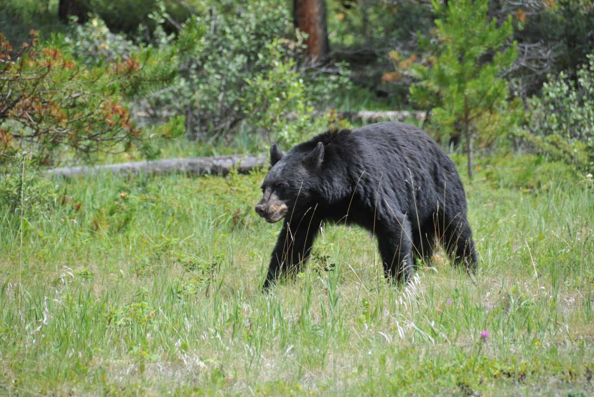 ours noir canada