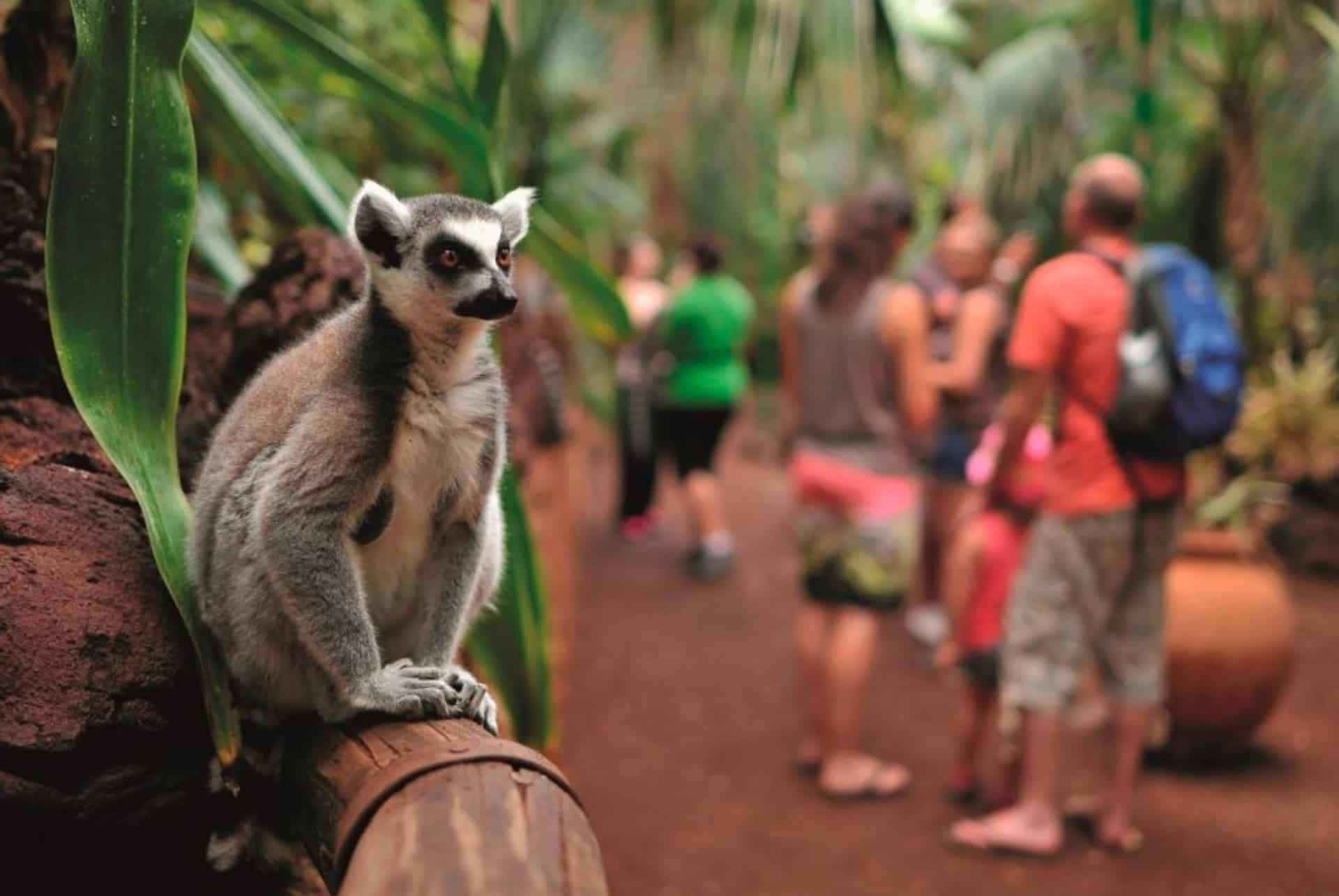 parc oasis wildlife fuerteventura