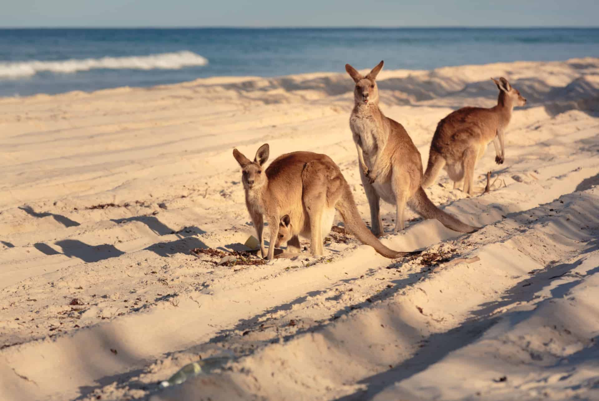 que faire à brisbane