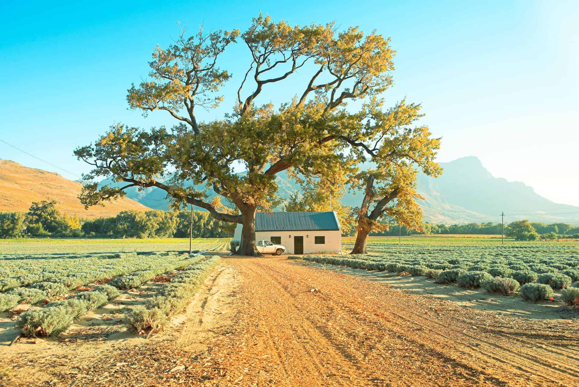 region vinicole franschoek