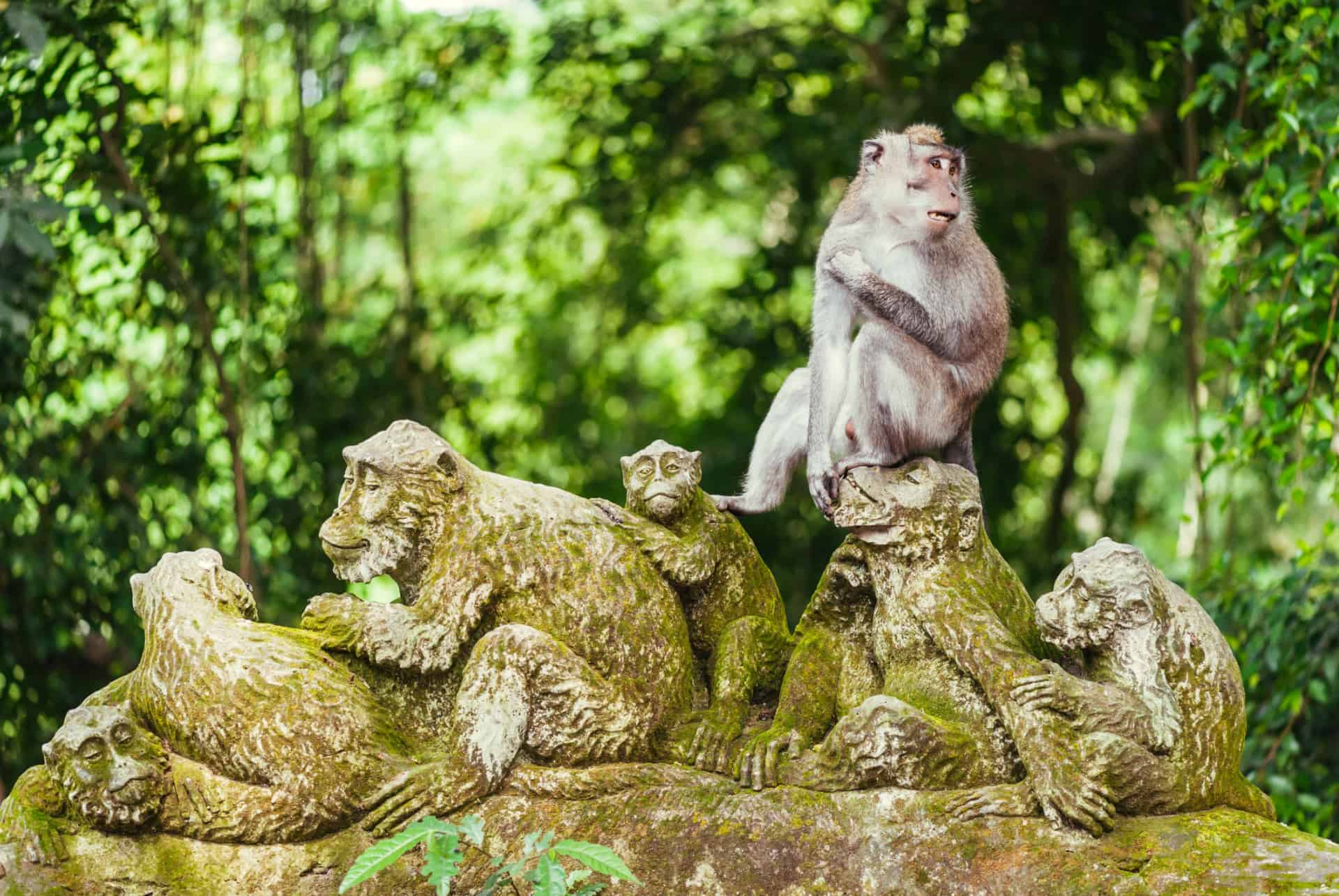 bali foret des singes