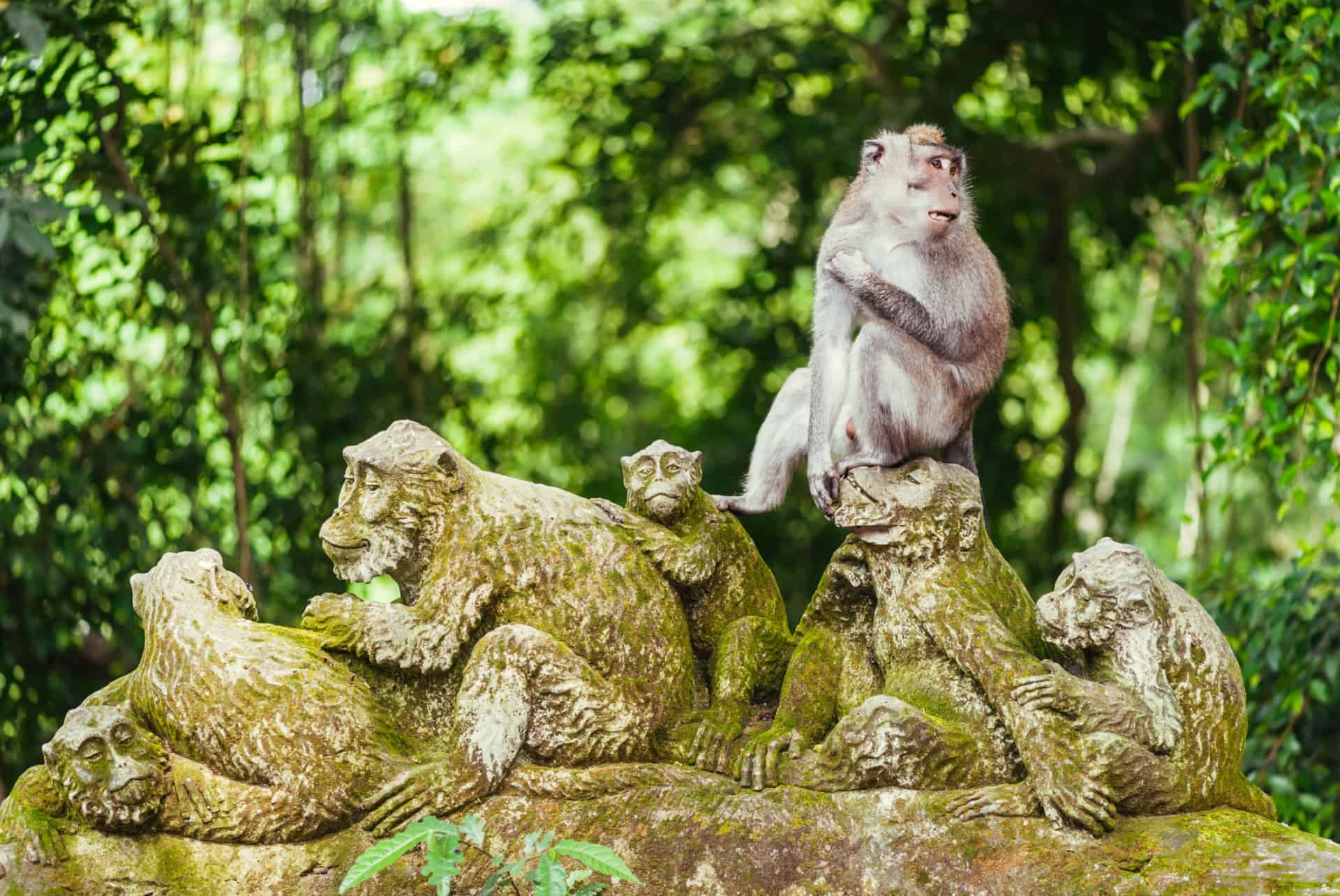 roadtrip bali foret des singes