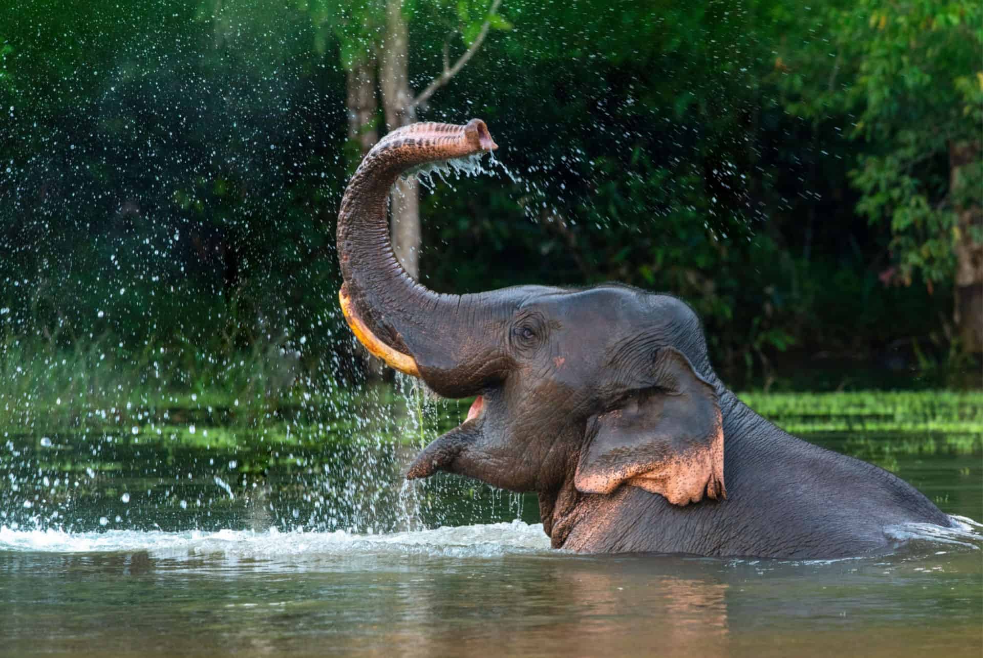 sanctuaire d'éléphants