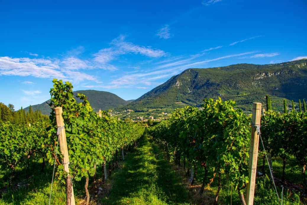 vignoble bardolino