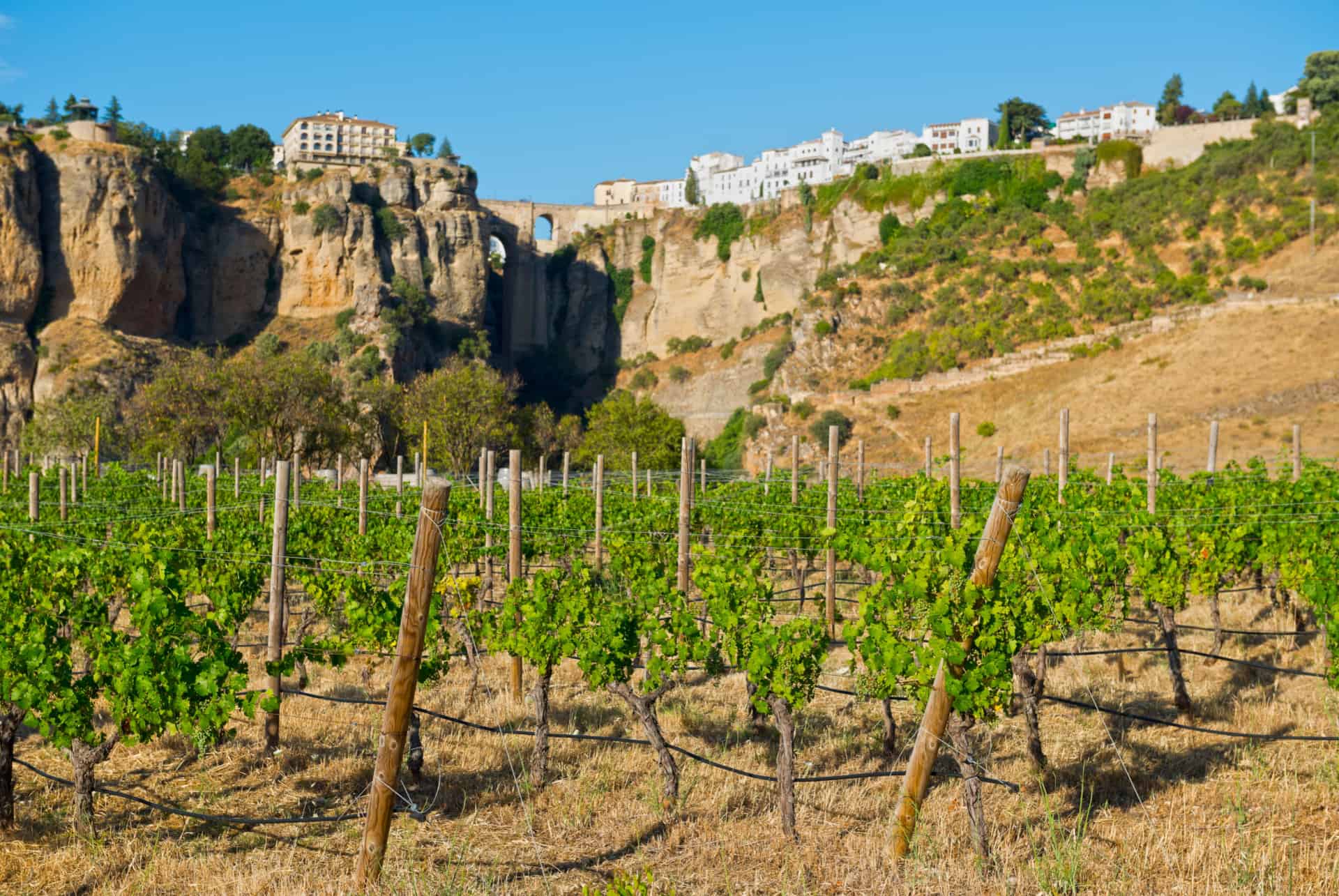 vignobles ronda