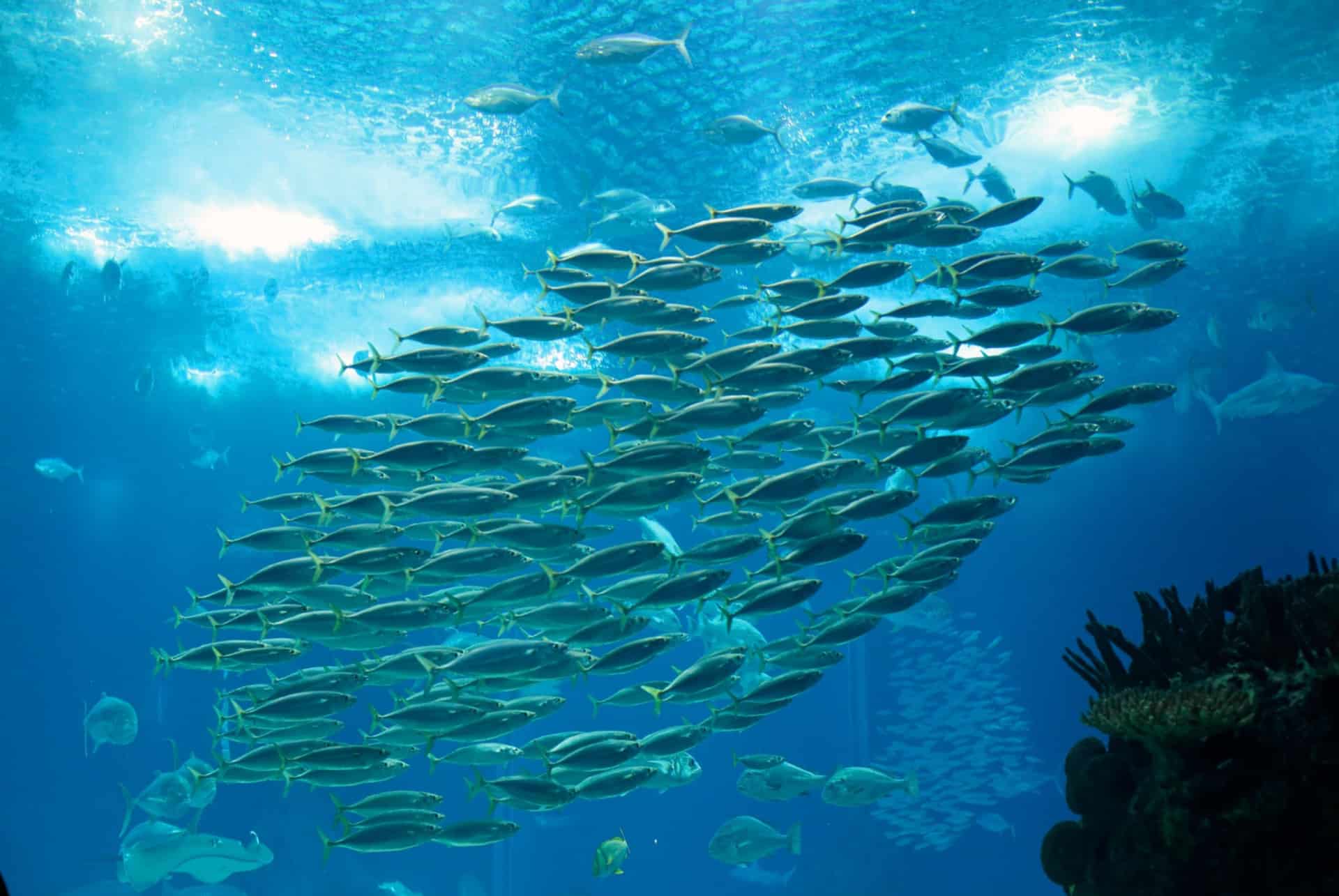 vue oceanarium lisbonne