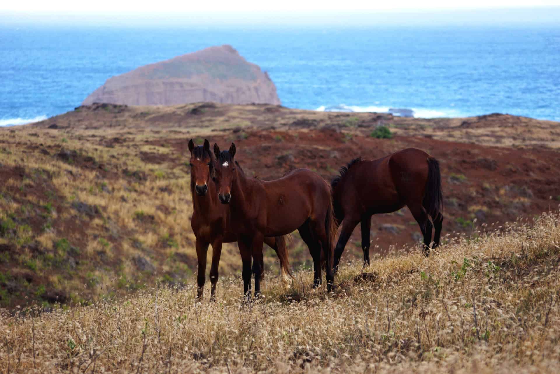 ile aux chevaux ua huka