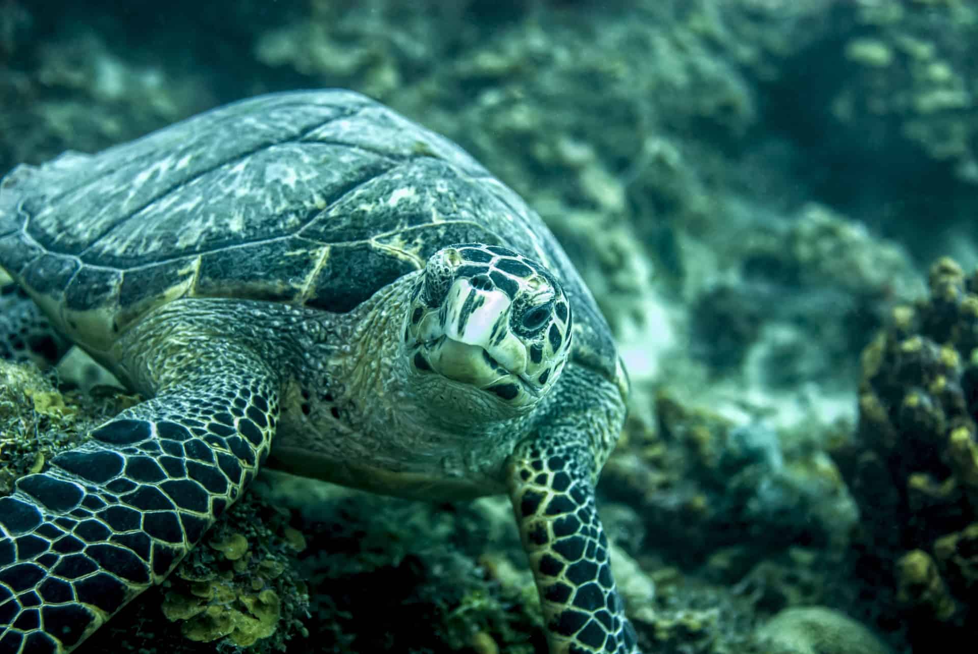 plongée guadeloupe