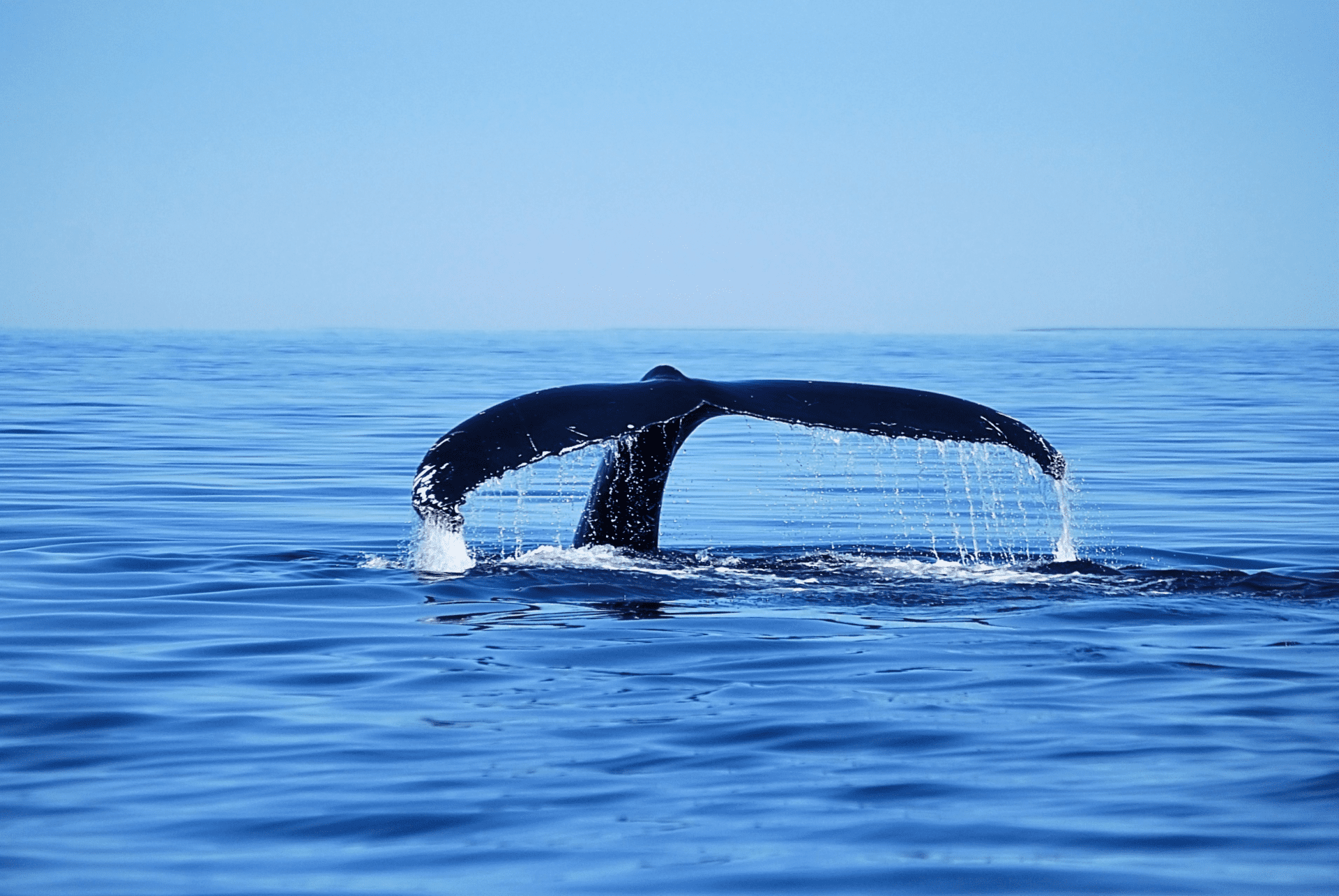 canada tadoussac baleine 