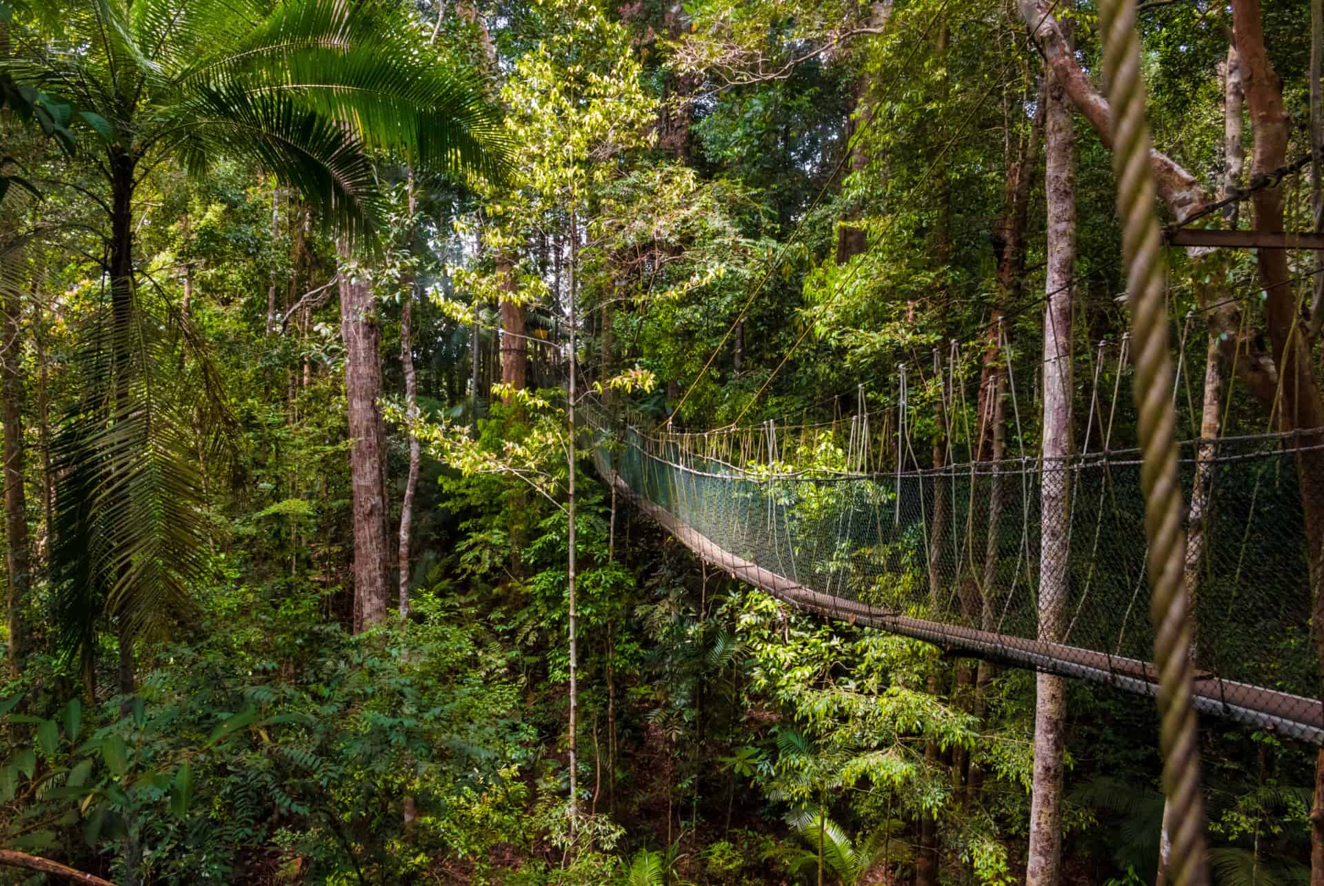 canopee taman negara