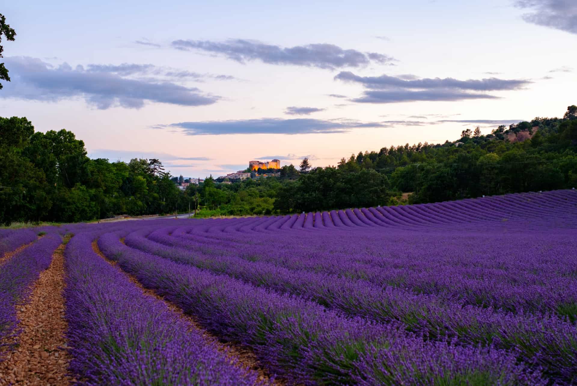 champs de lavande greoux les bains