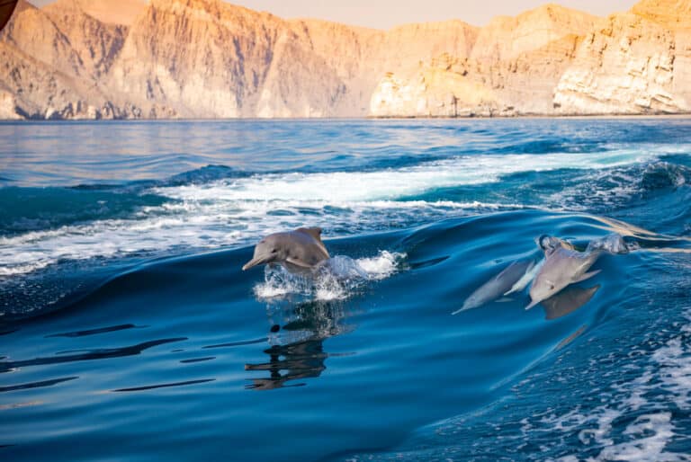 Croisière d'observation des dauphins