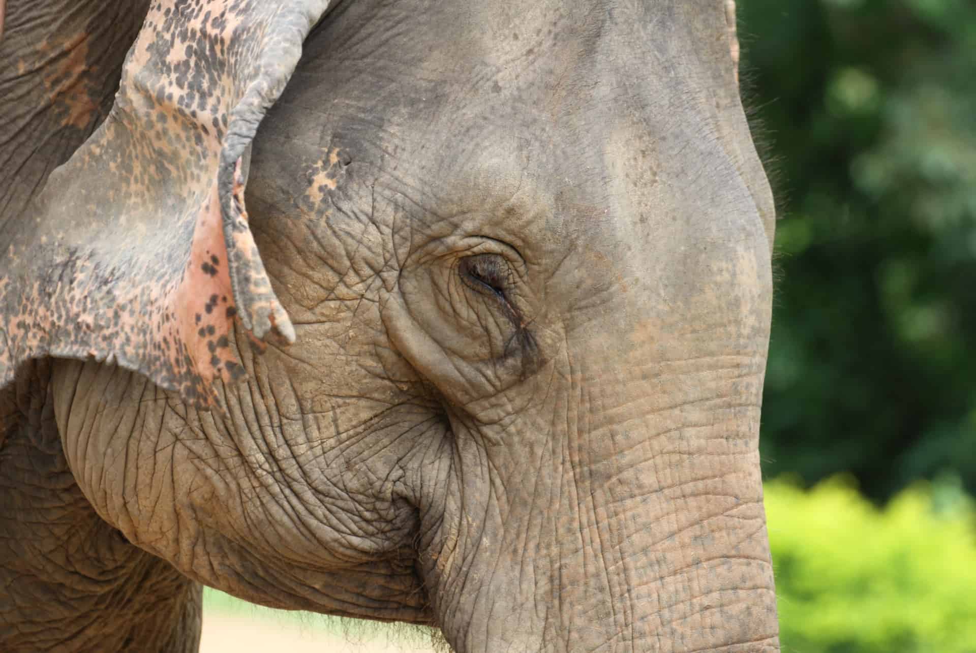 elephant conservation center