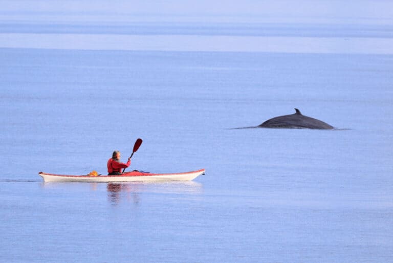 Excursion en kayak pour observer les baleines