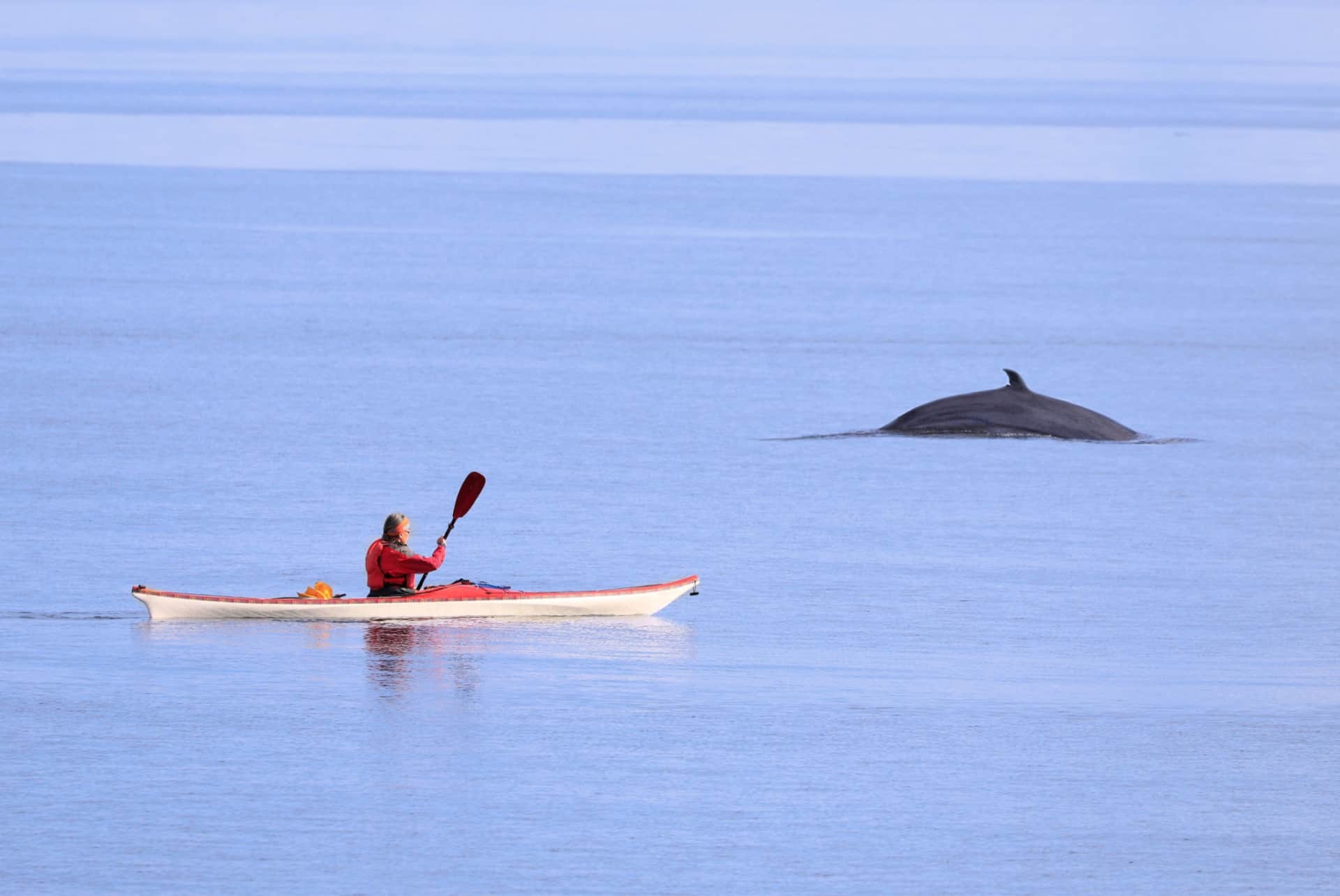 excursion kayak tadoussac