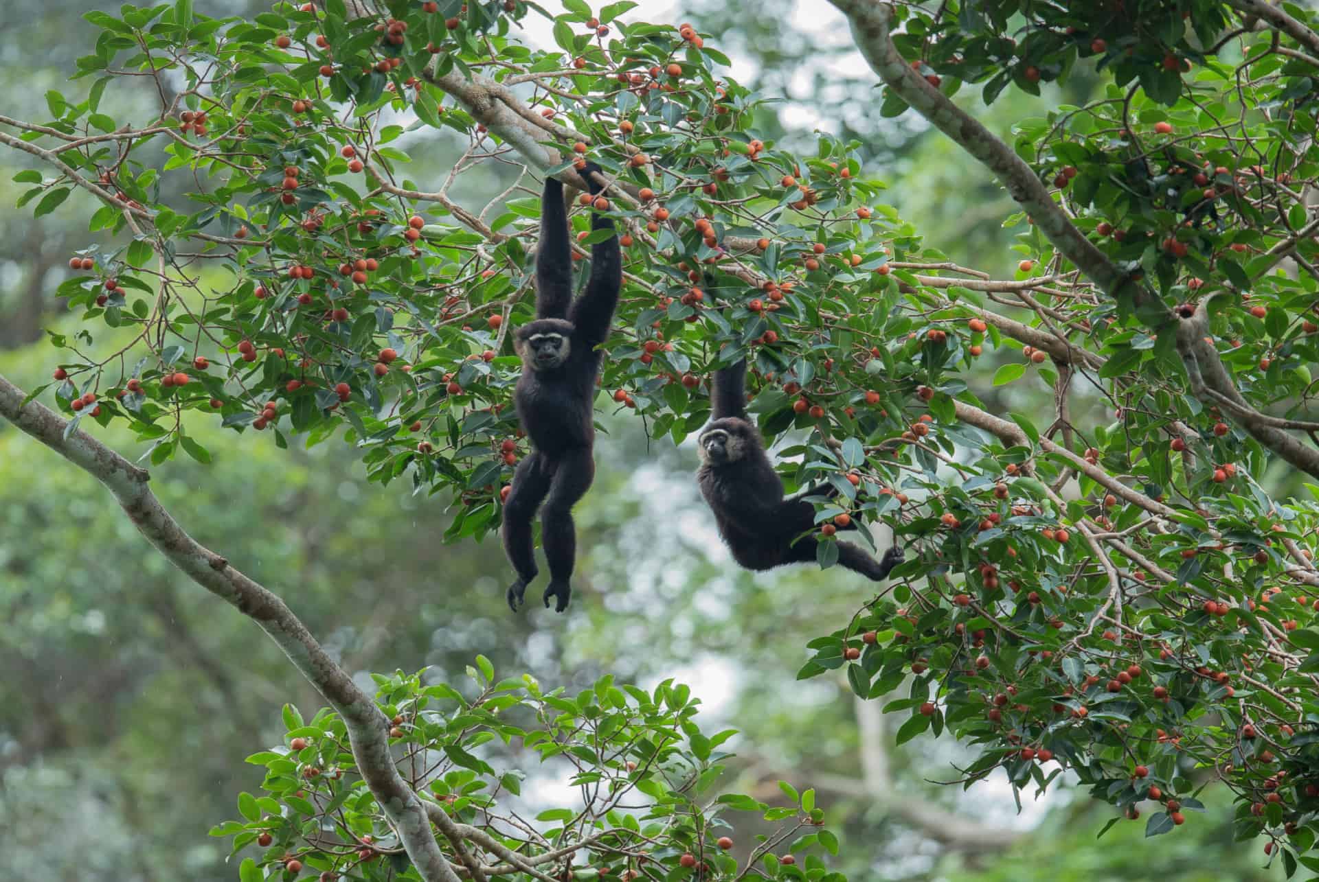 gibbon noir