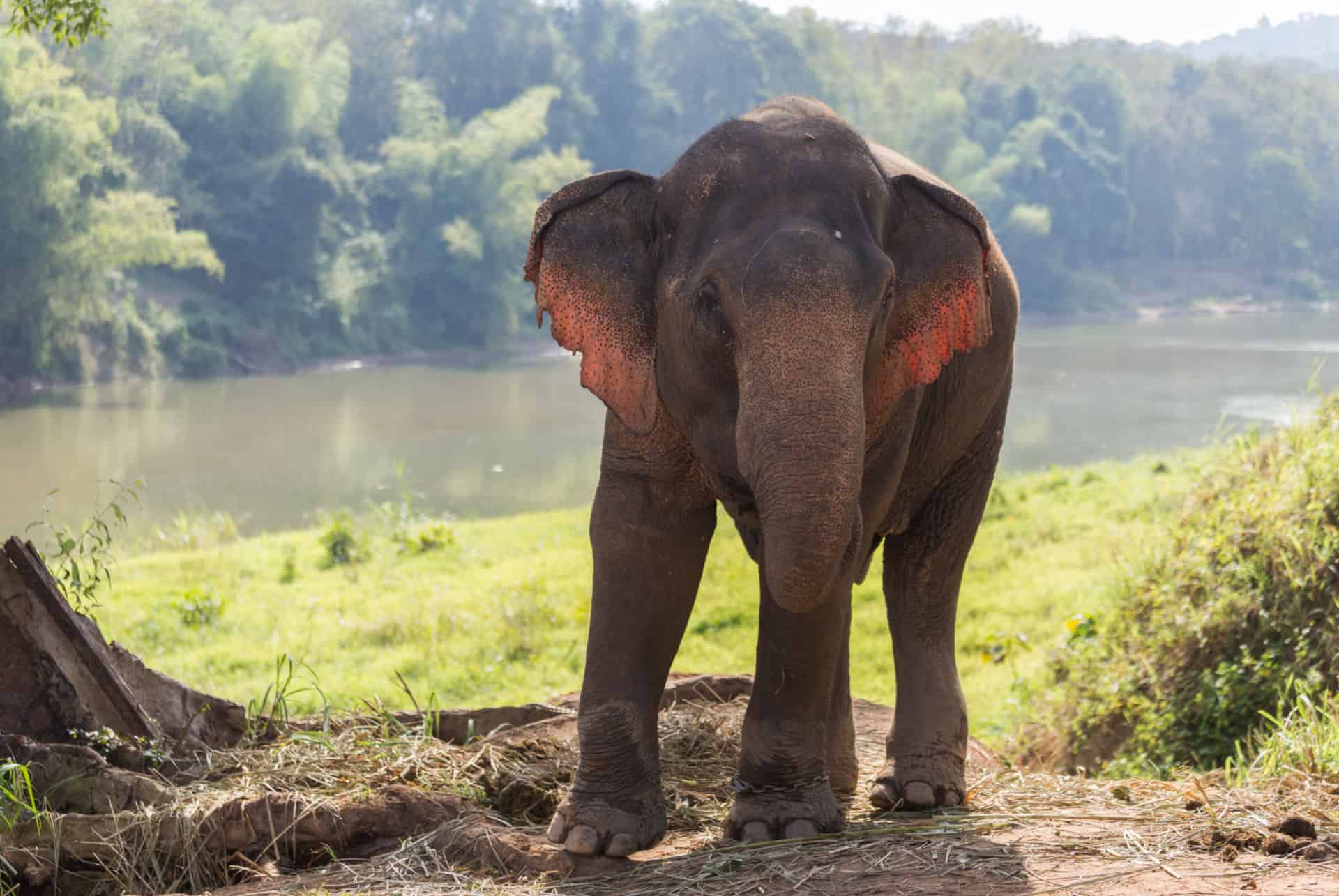laos elephant conservation center