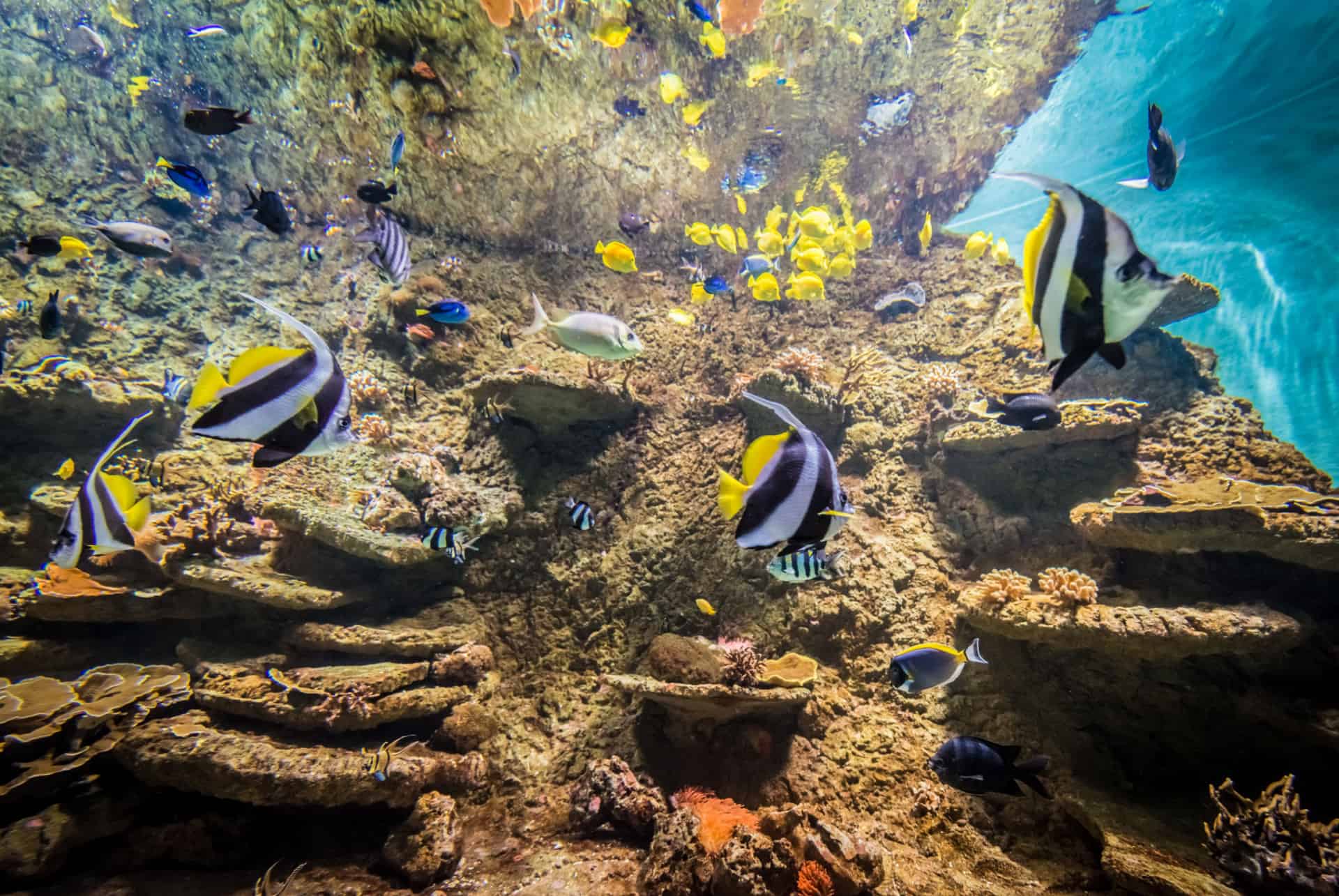 les animaux de l aquarium de seville