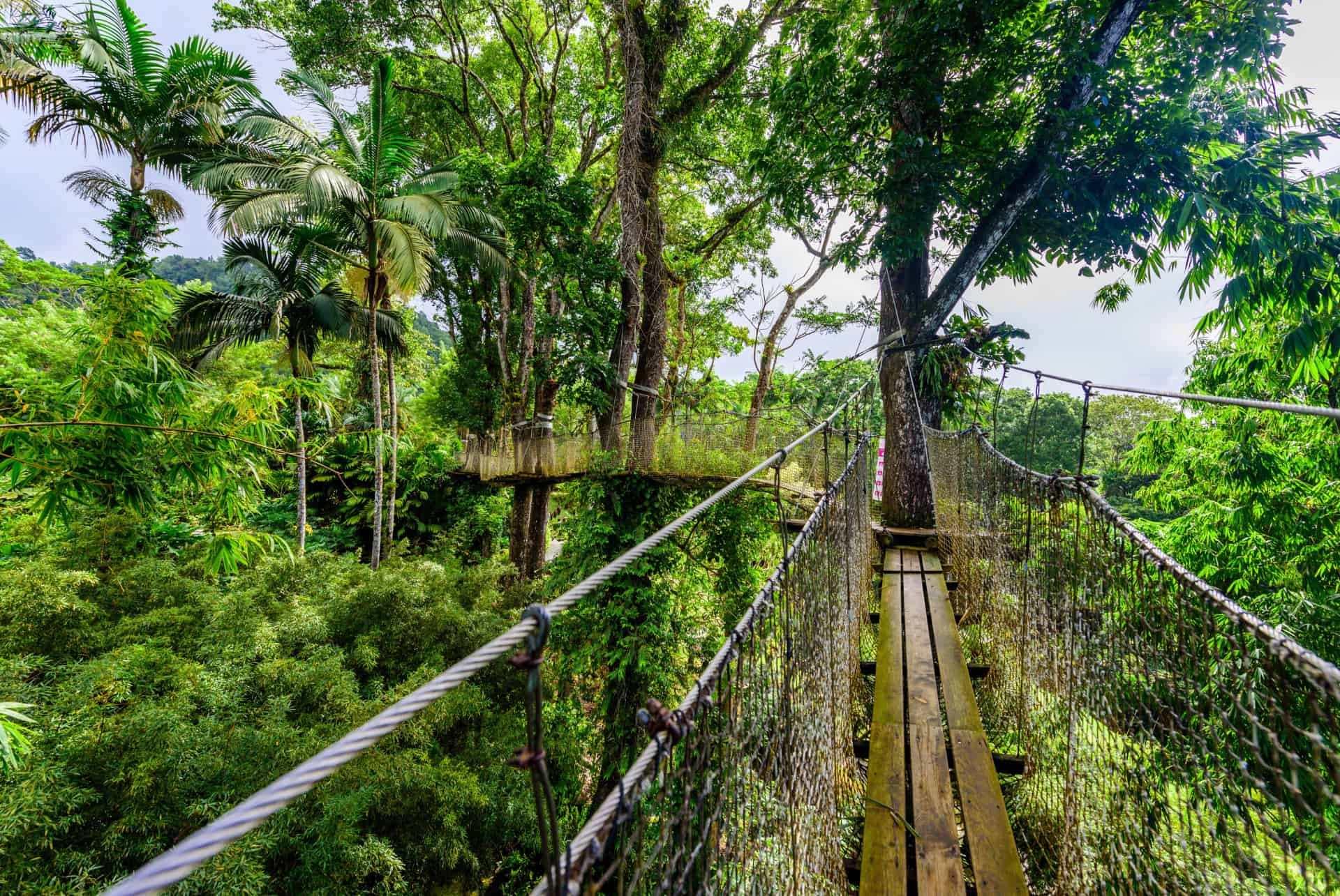 martinique jardin balata