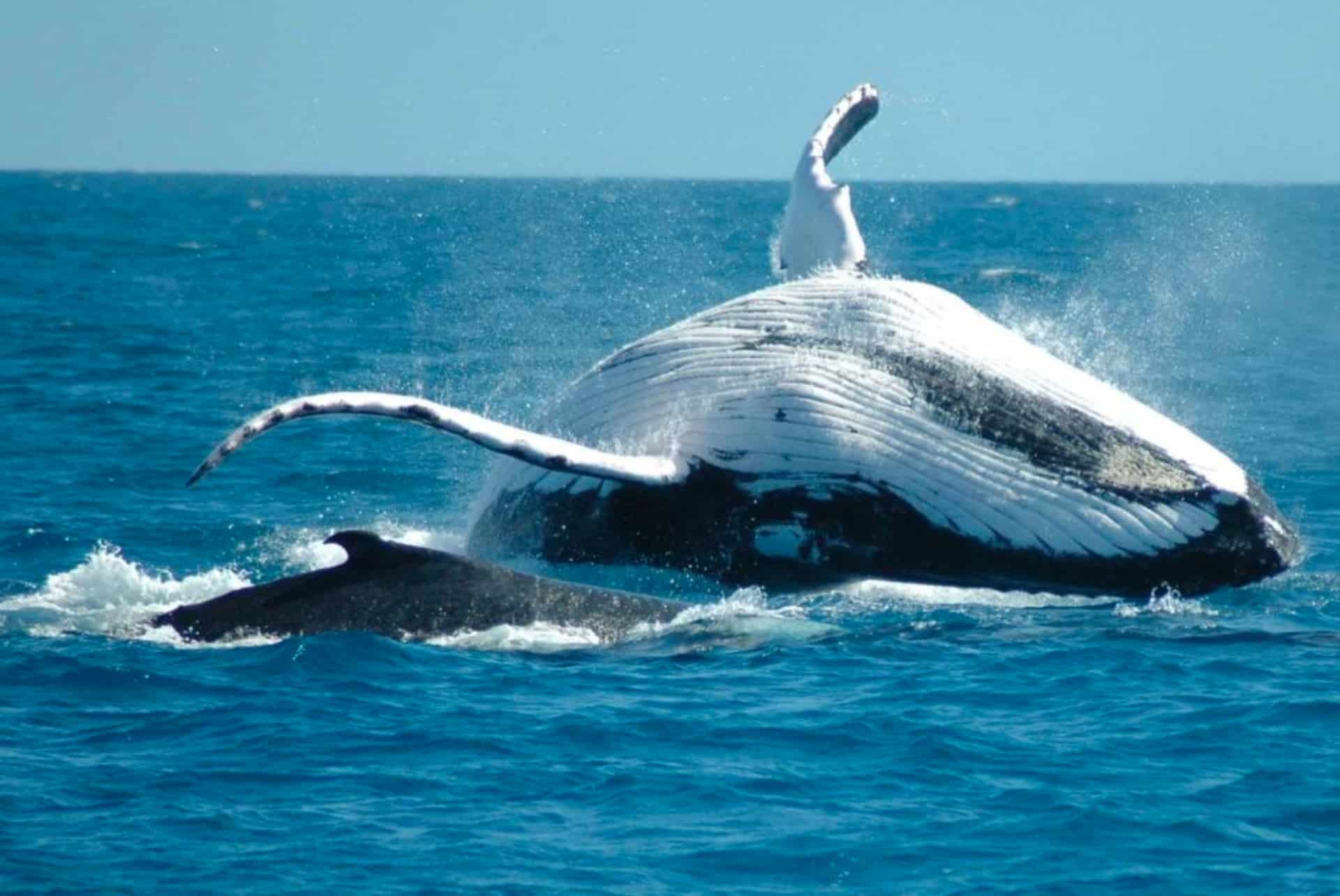 observation baleine rep dom