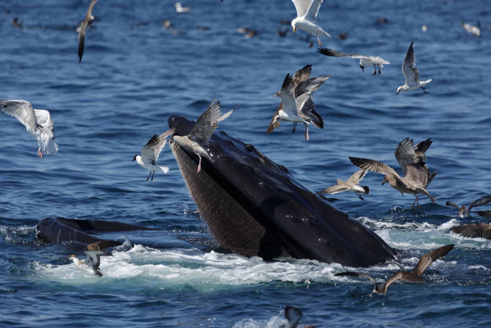observation baleines boston
