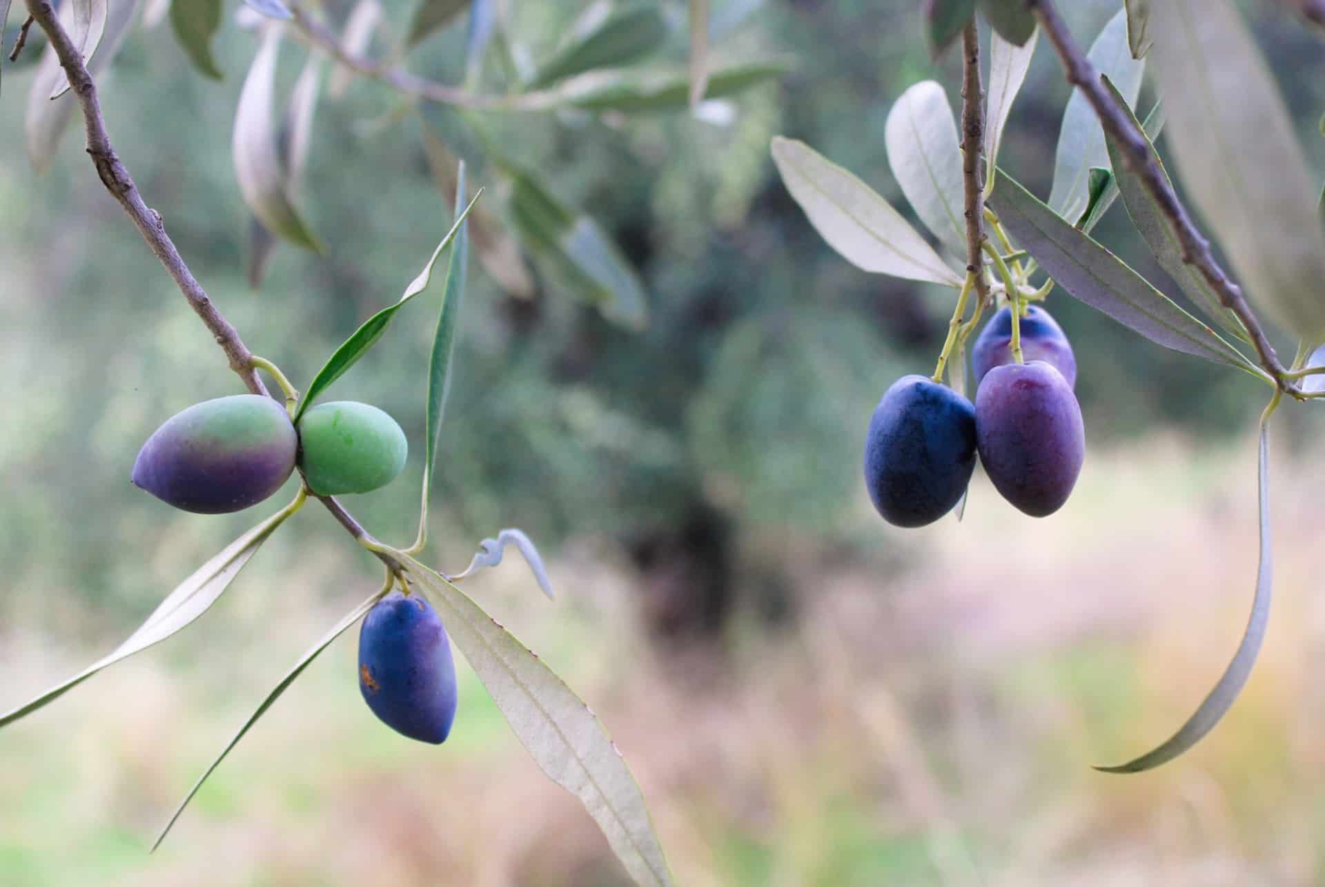 olives koroneiki