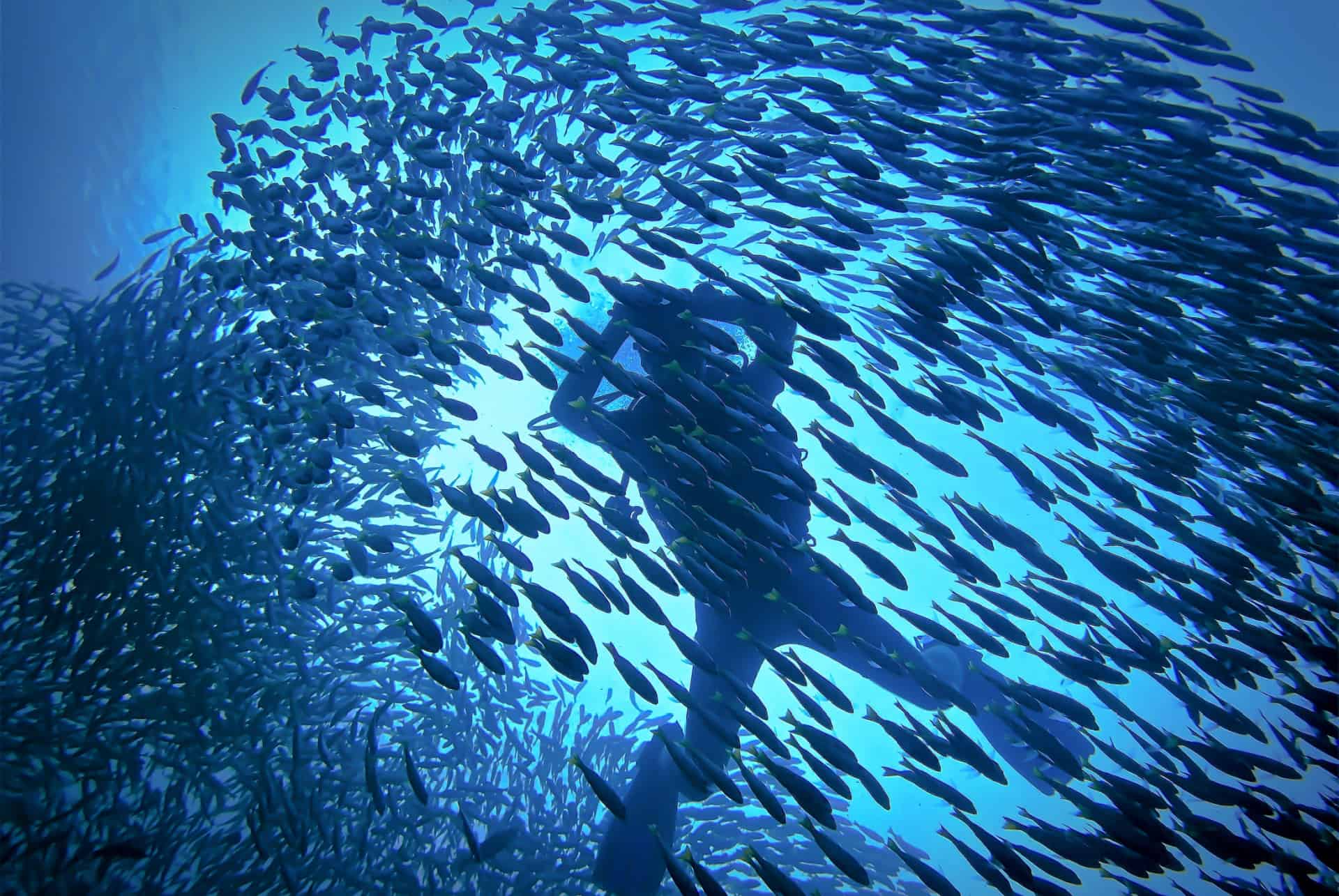 plongee koh phi phi