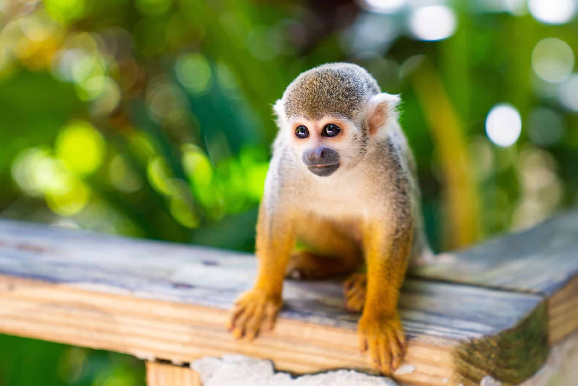 que faire a punta cana monkeyland