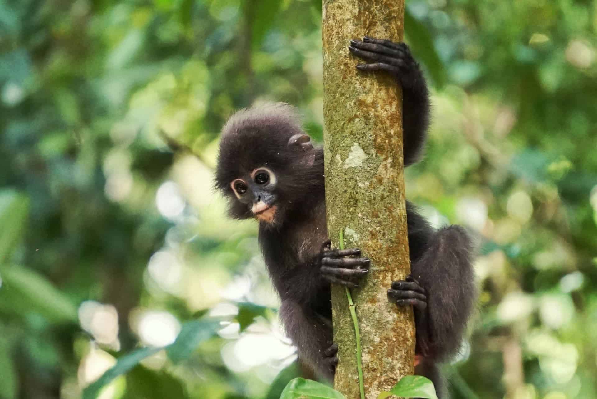 que faire malaisie langkawi