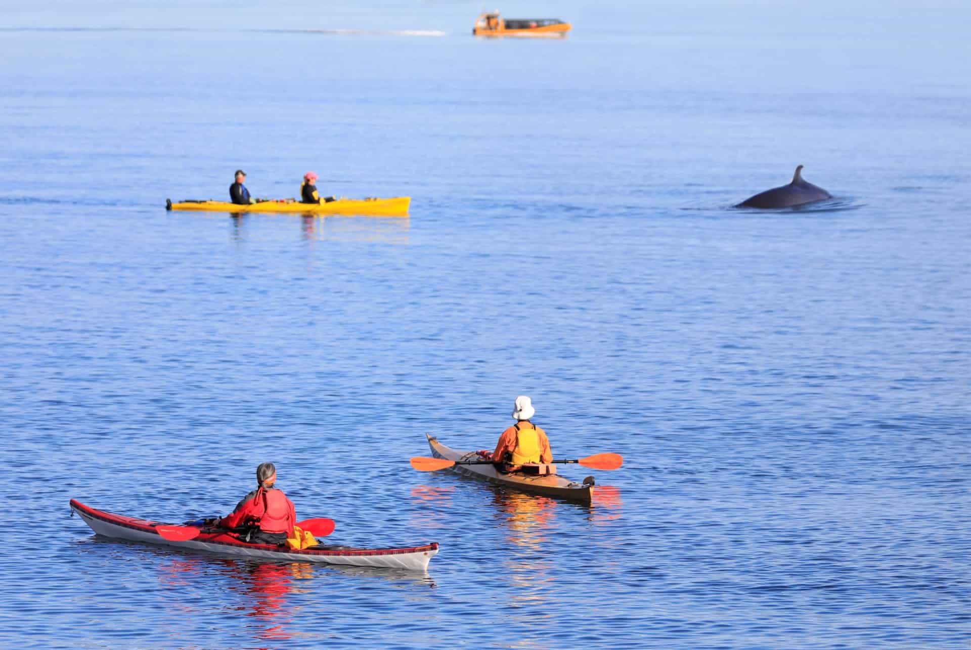 sortie kayak observation baleine canada