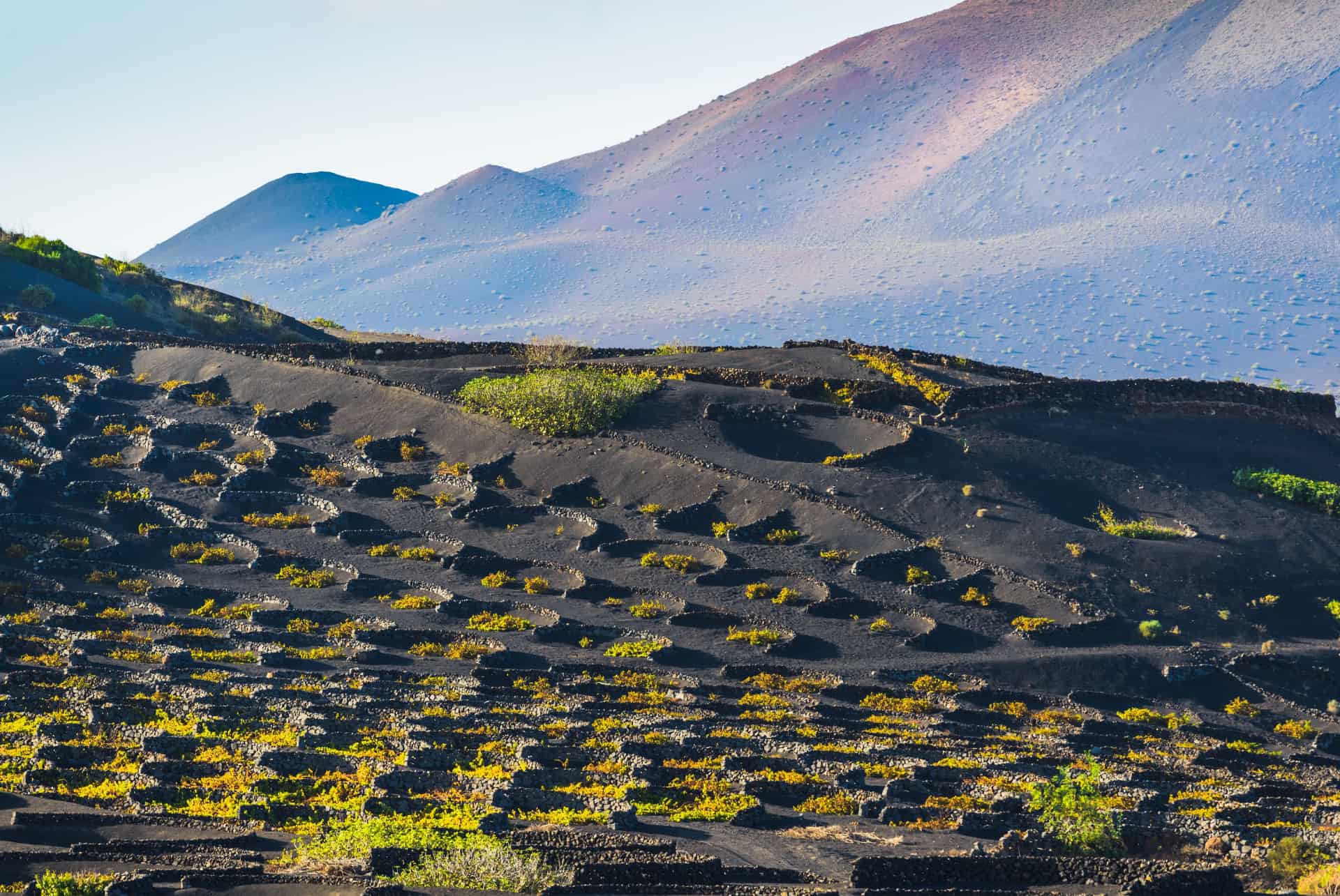 vignes et routes lanzarote