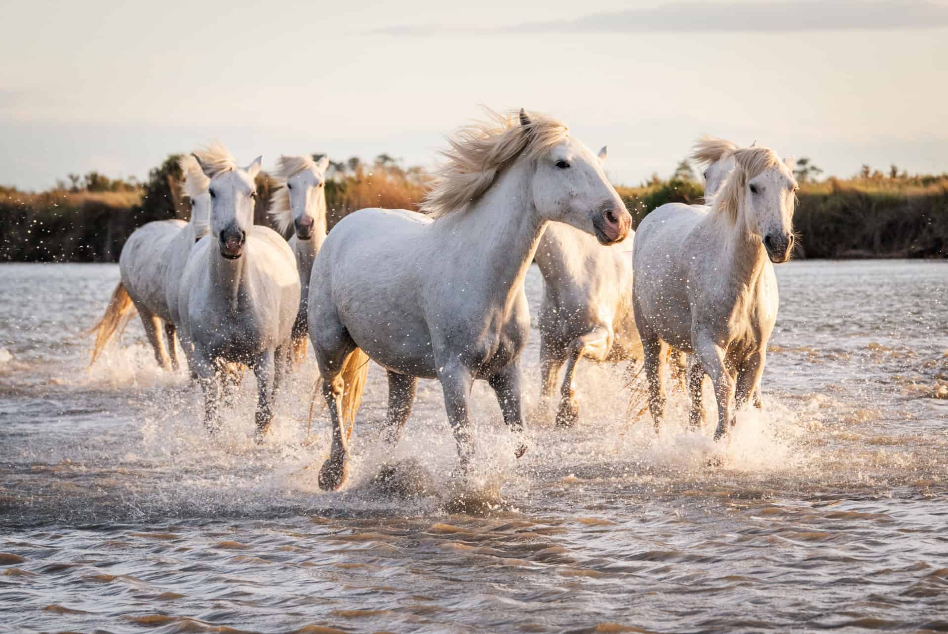 camargue chevaux