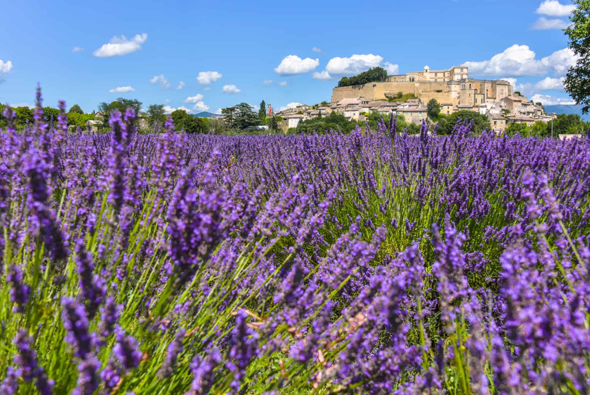 champs de lavande grignan