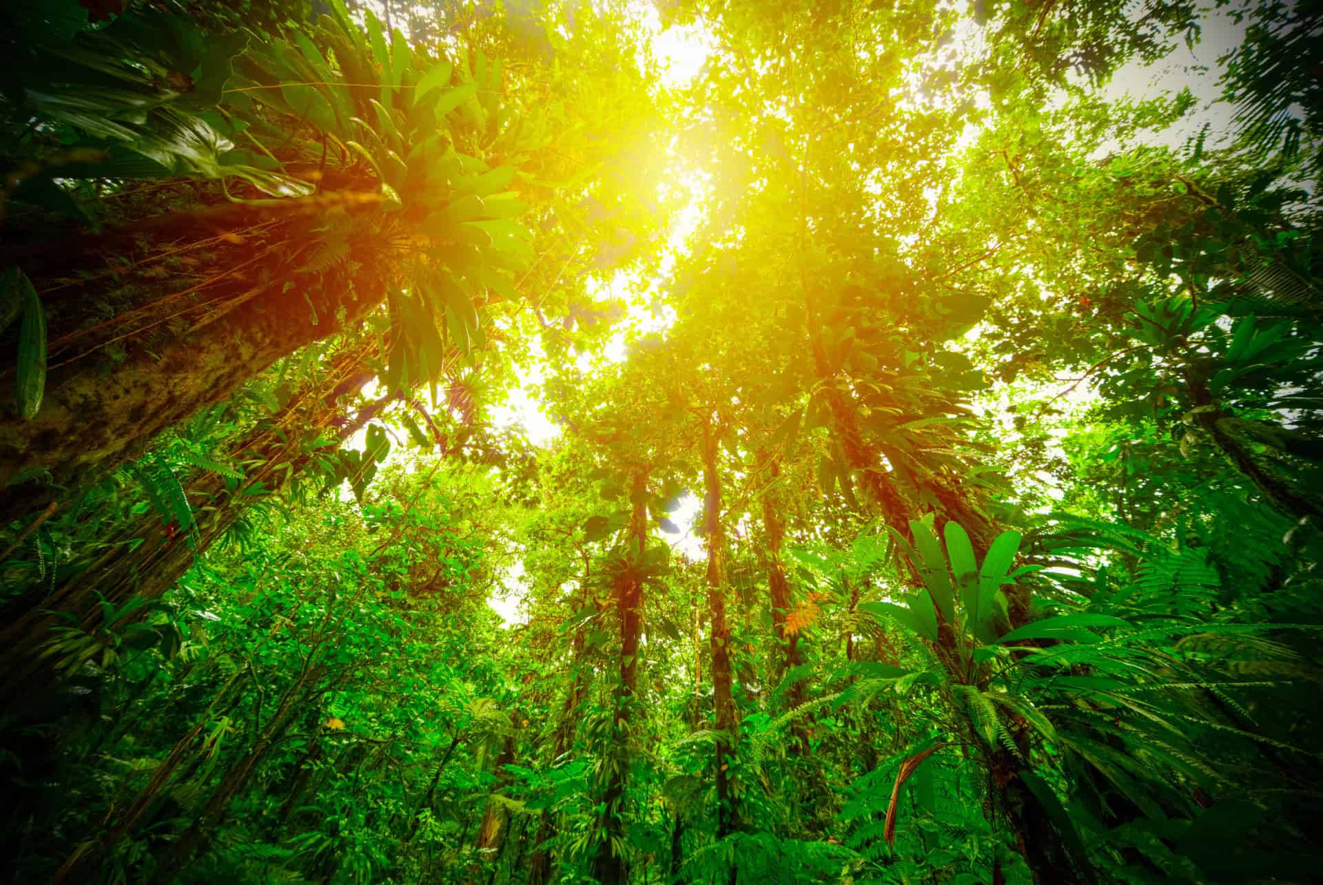 climat quand partir guadeloupe