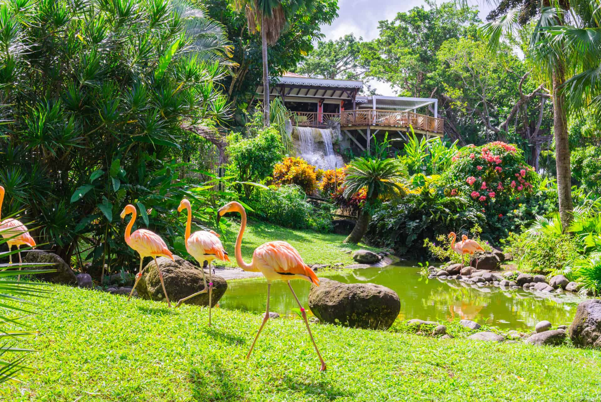 le jardin botanique de deshaies