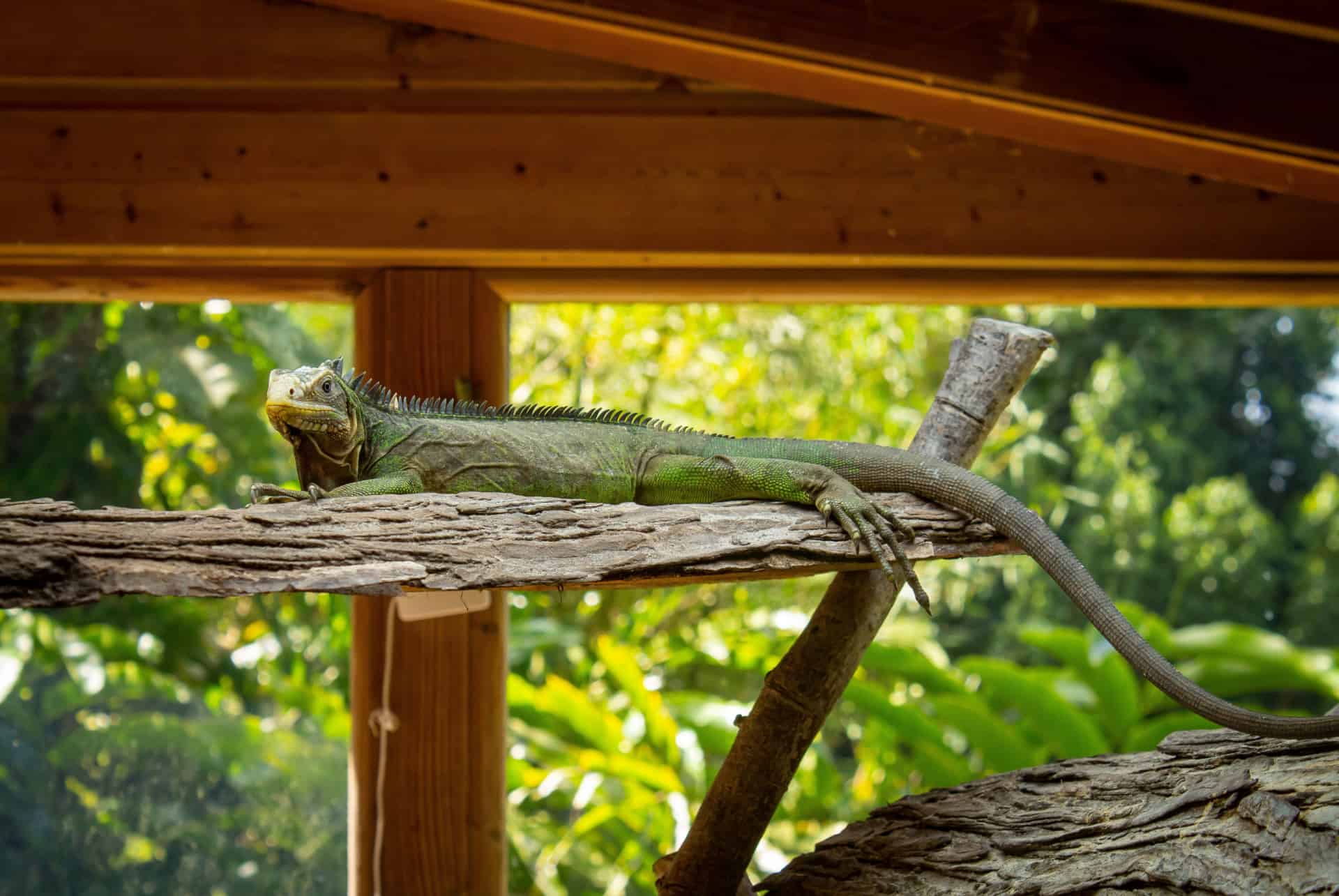 que faire pour decouvrir la guadeloupe