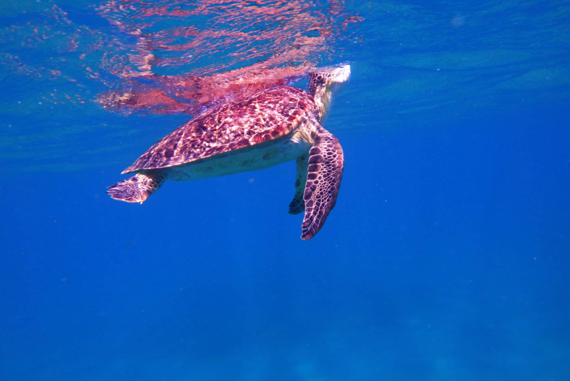 tortue plongee sous marine guadeloupe