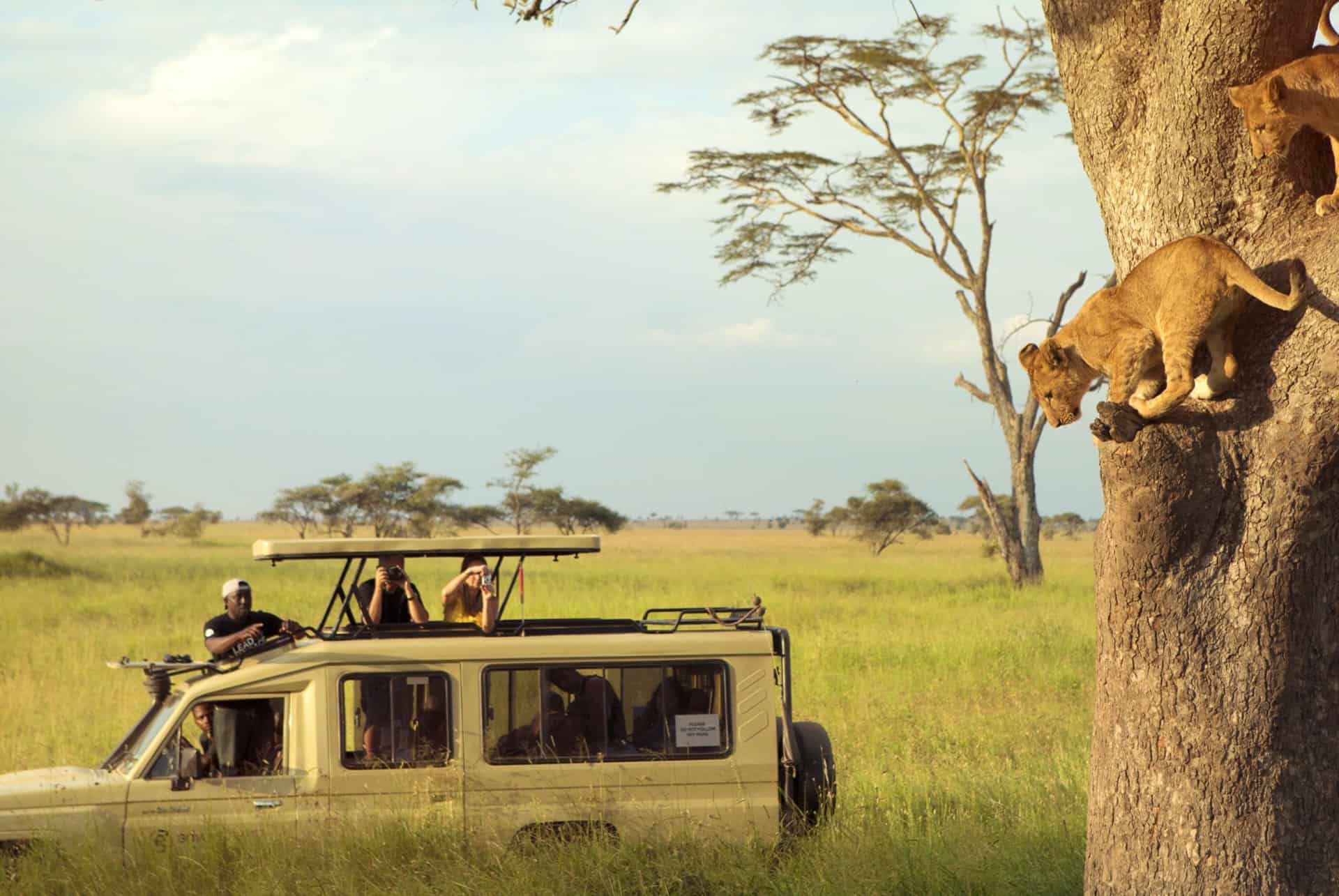 visiter serengeti