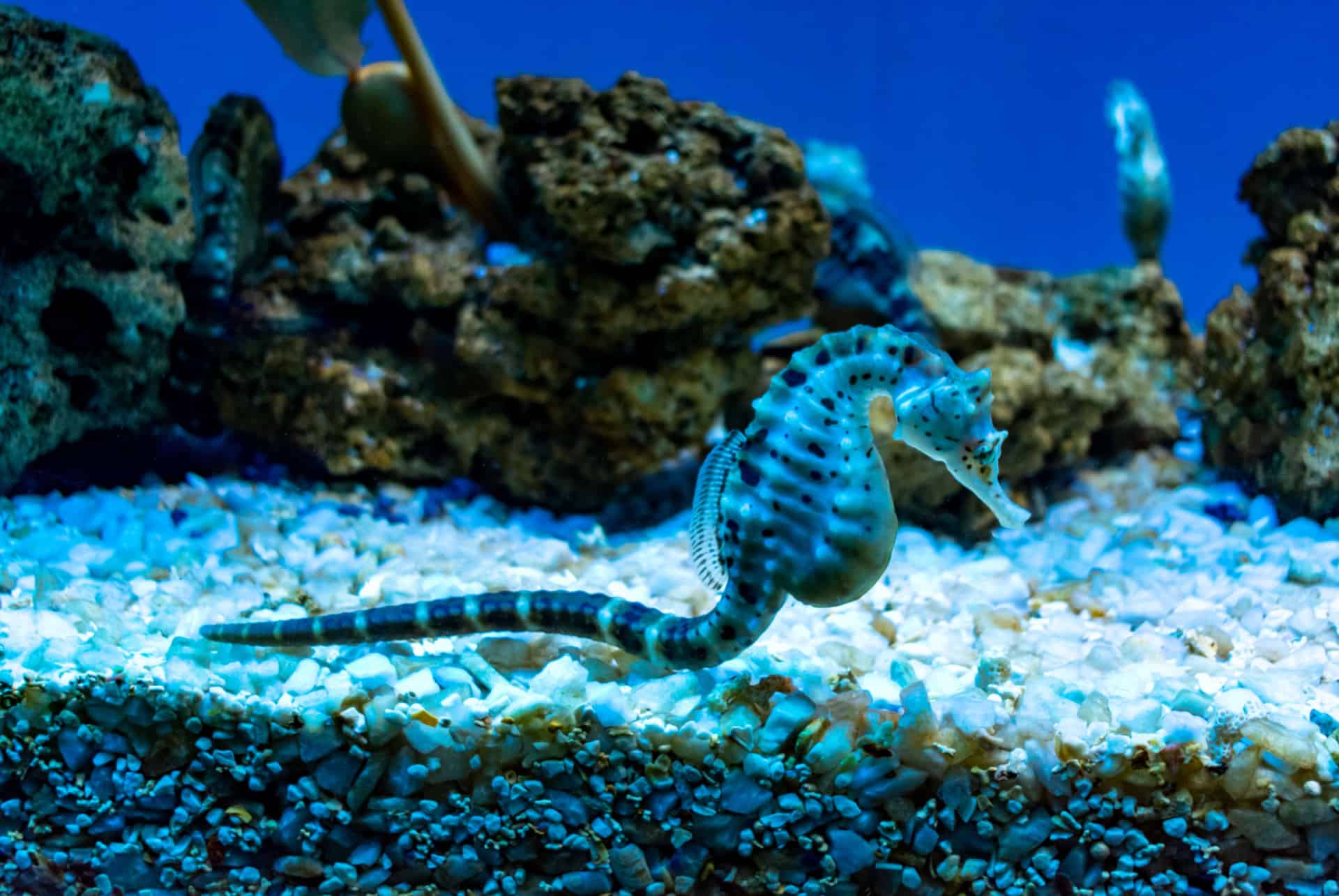 acquario di genova