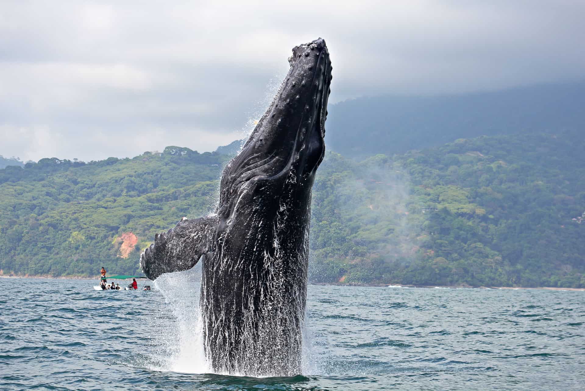 baleine a marina ballena